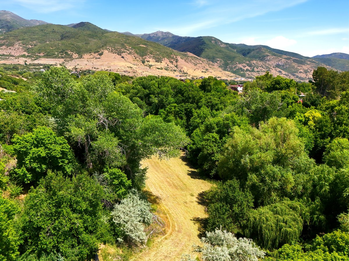 Expansive green canopy featuring varied deciduous trees, a cleared pathway, and distant mountainous terrain