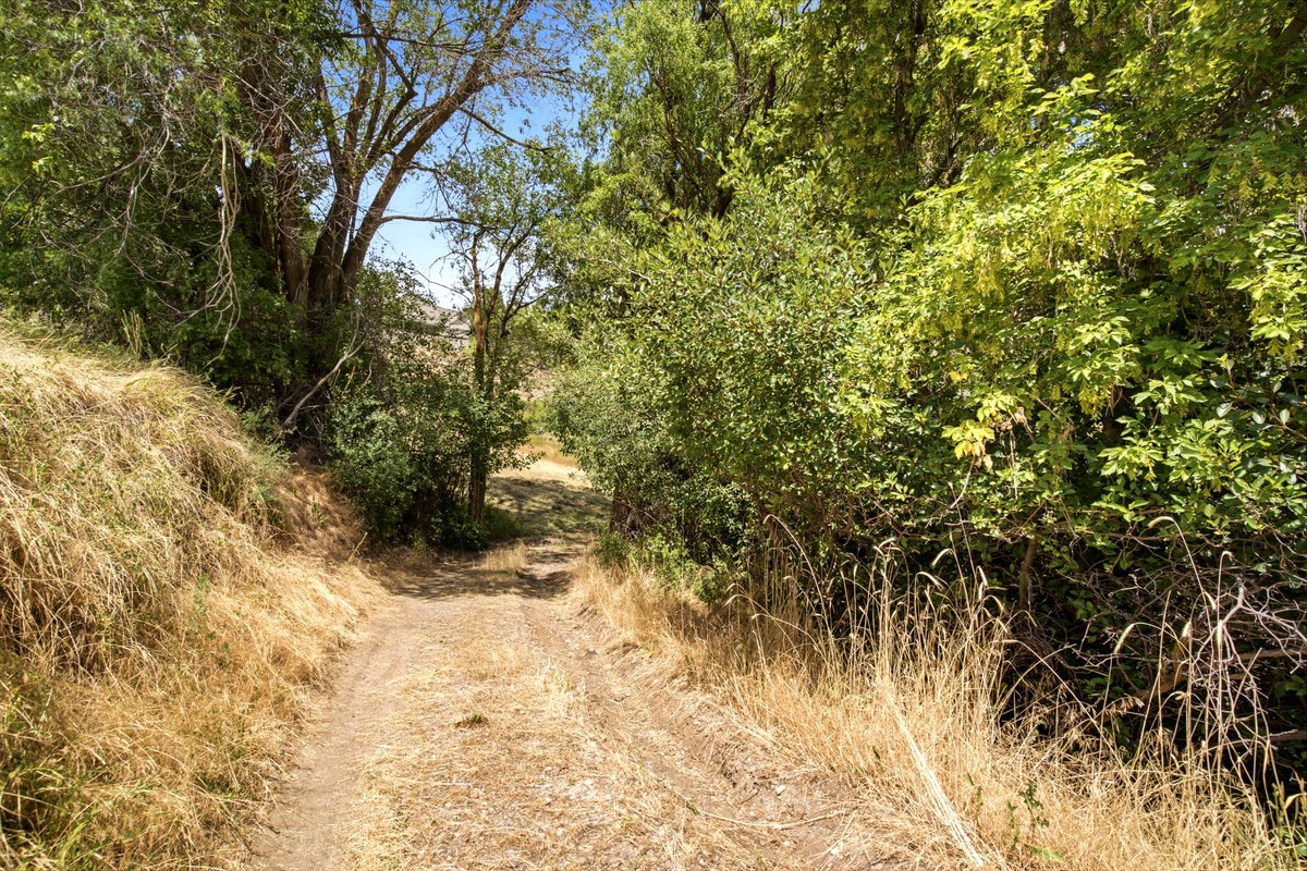Path through a natural landscape with mature trees and varied foliage
