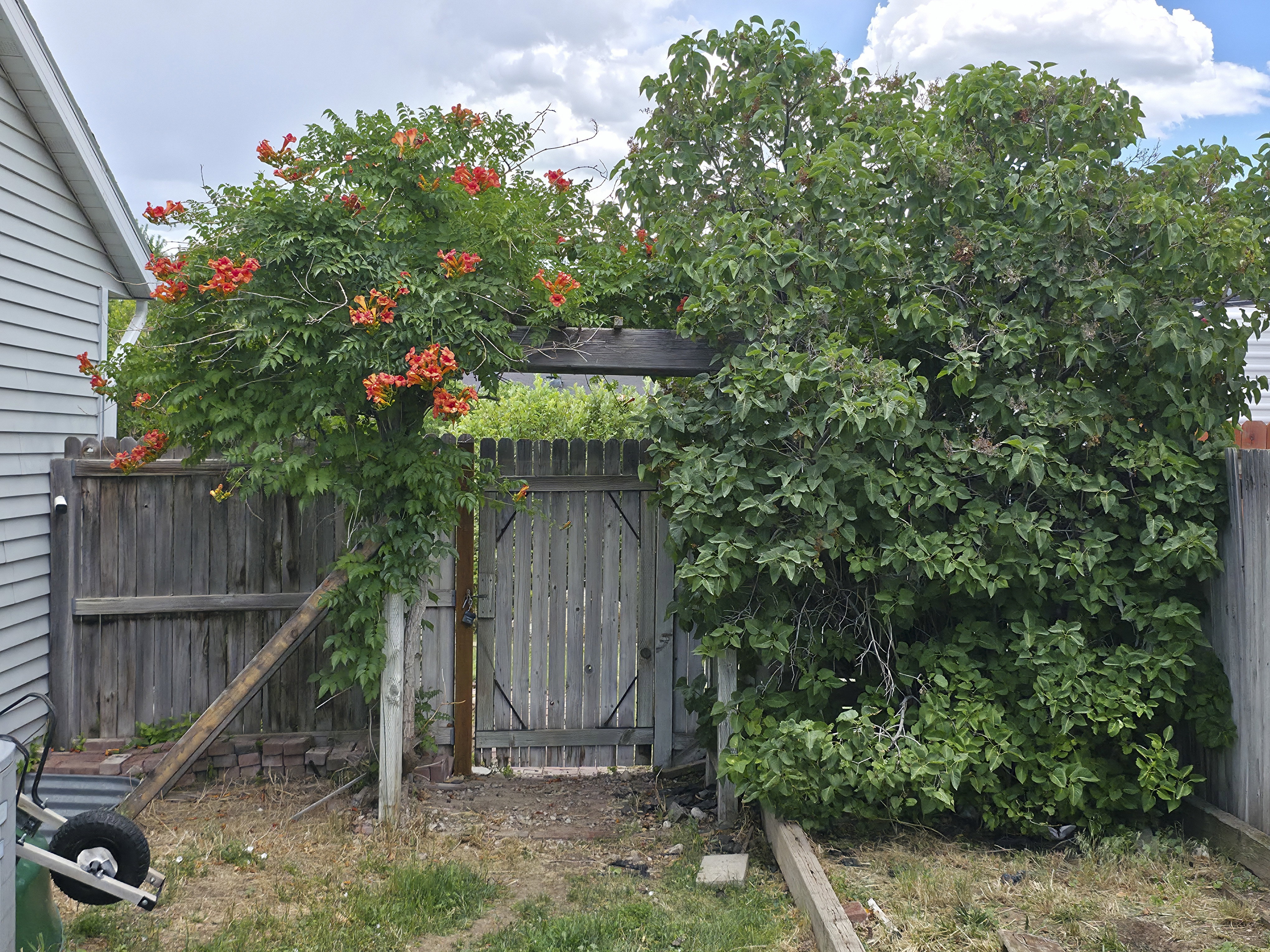 Beautiful mature trumpet vine on arbor.