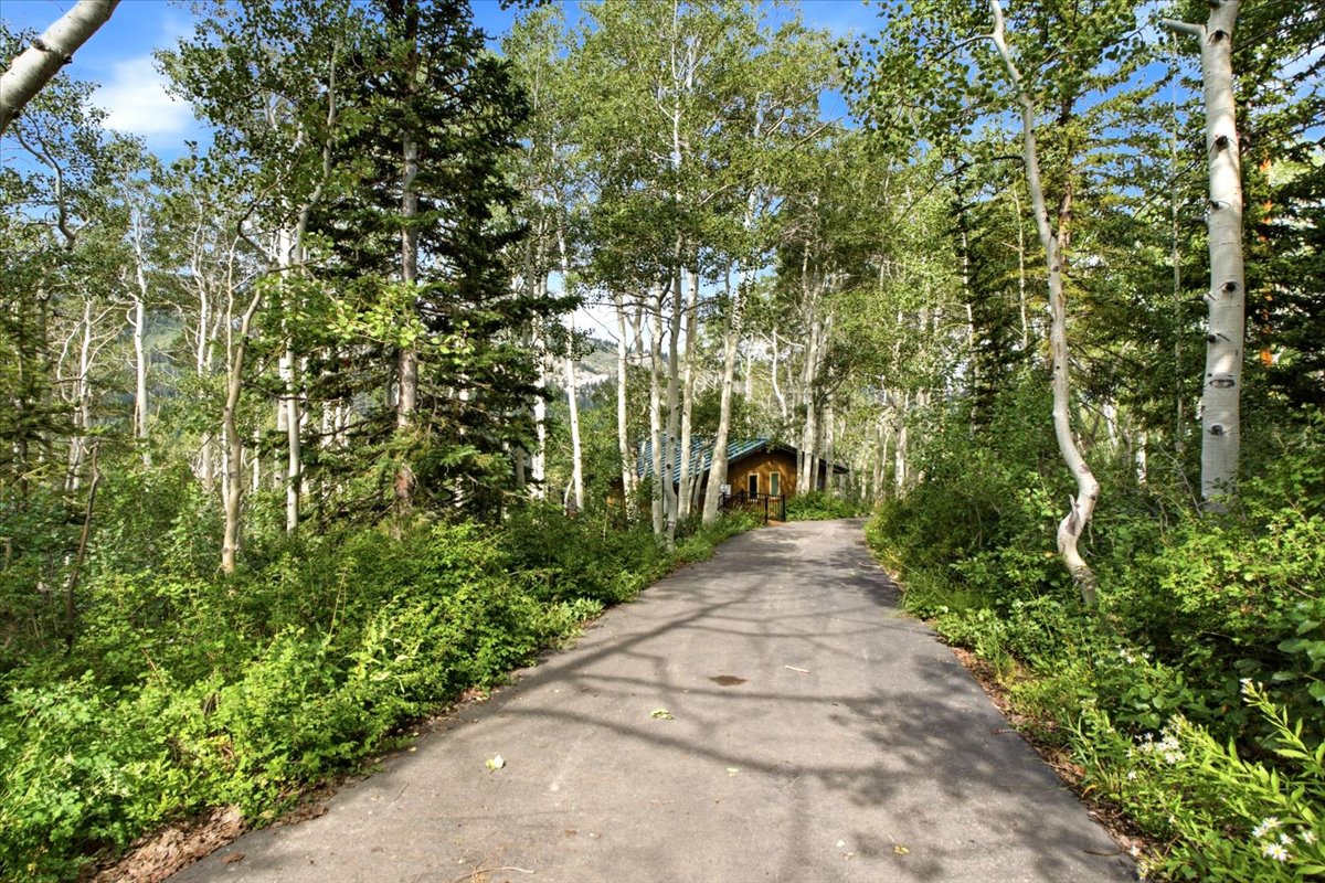 Paved driveway bordered by dense, mature trees and lush green foliage leading to a cabin-style structure with a prominent wooden entrance