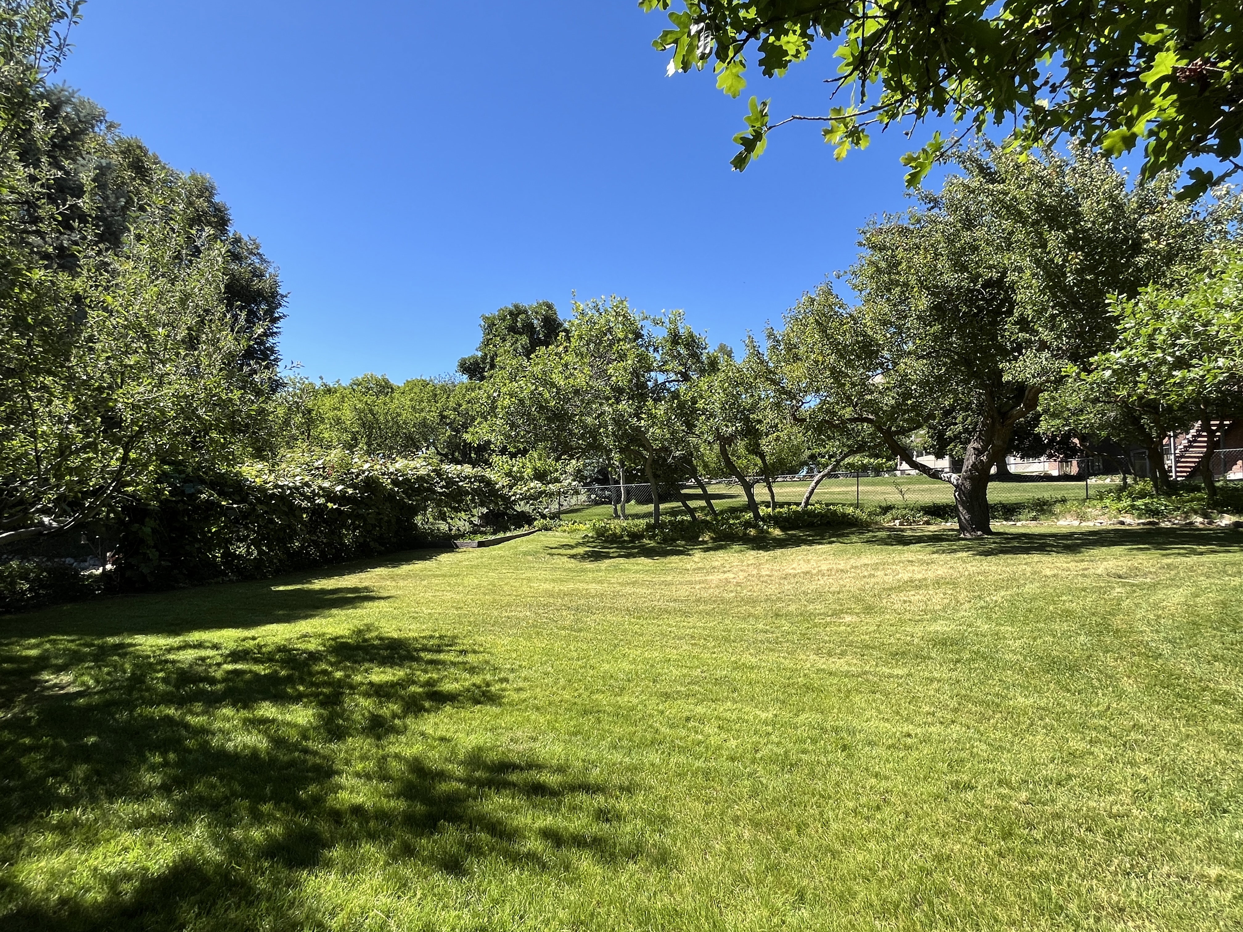 Expansive green lawn surrounded by mature trees and shrubs, offering abundant natural light