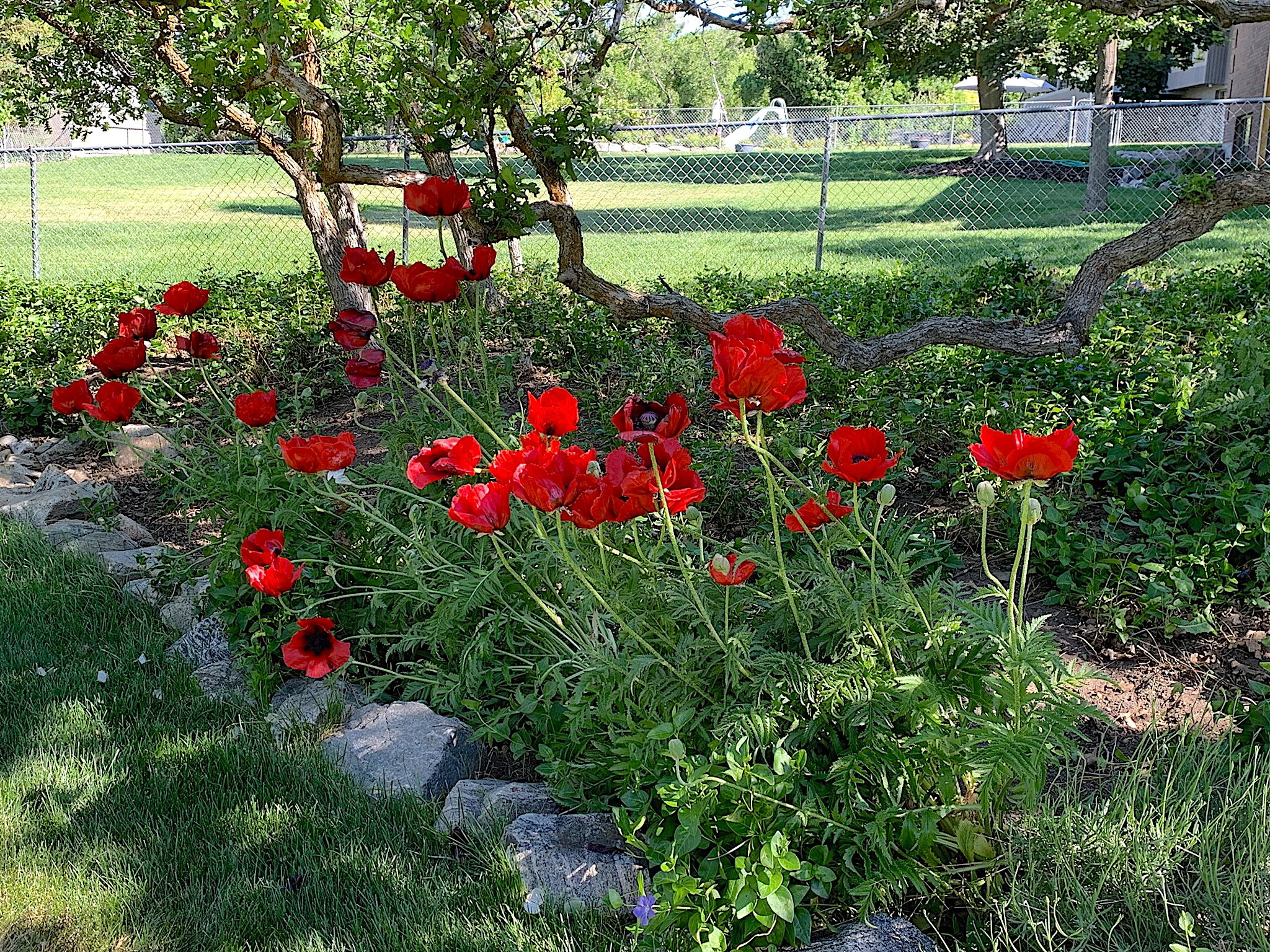 Landscaped garden bed featuring vibrant red poppies