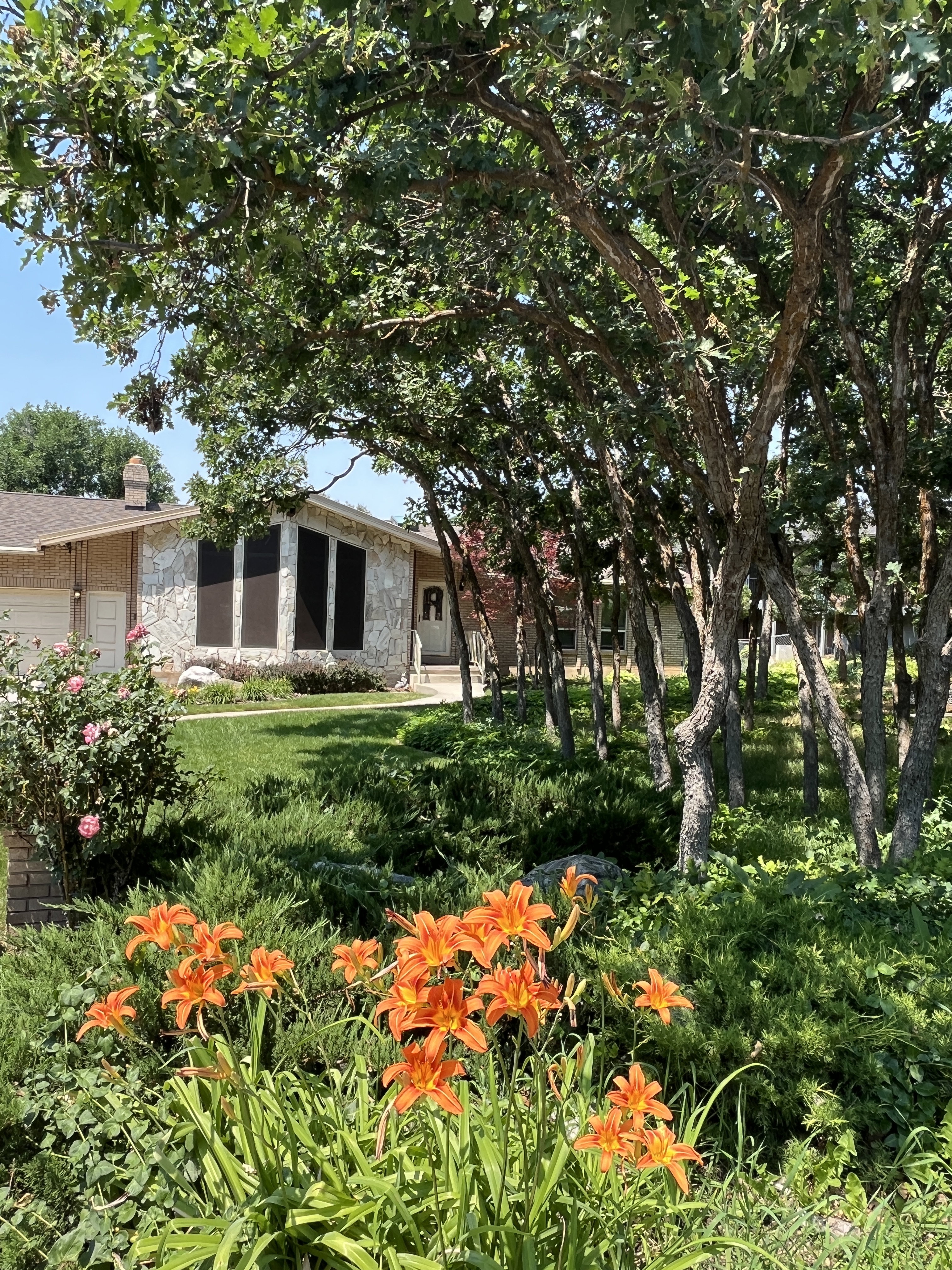 Landscaped front yard featuring vibrant orange daylilies, green shrubs, a manicured lawn, and mature trees