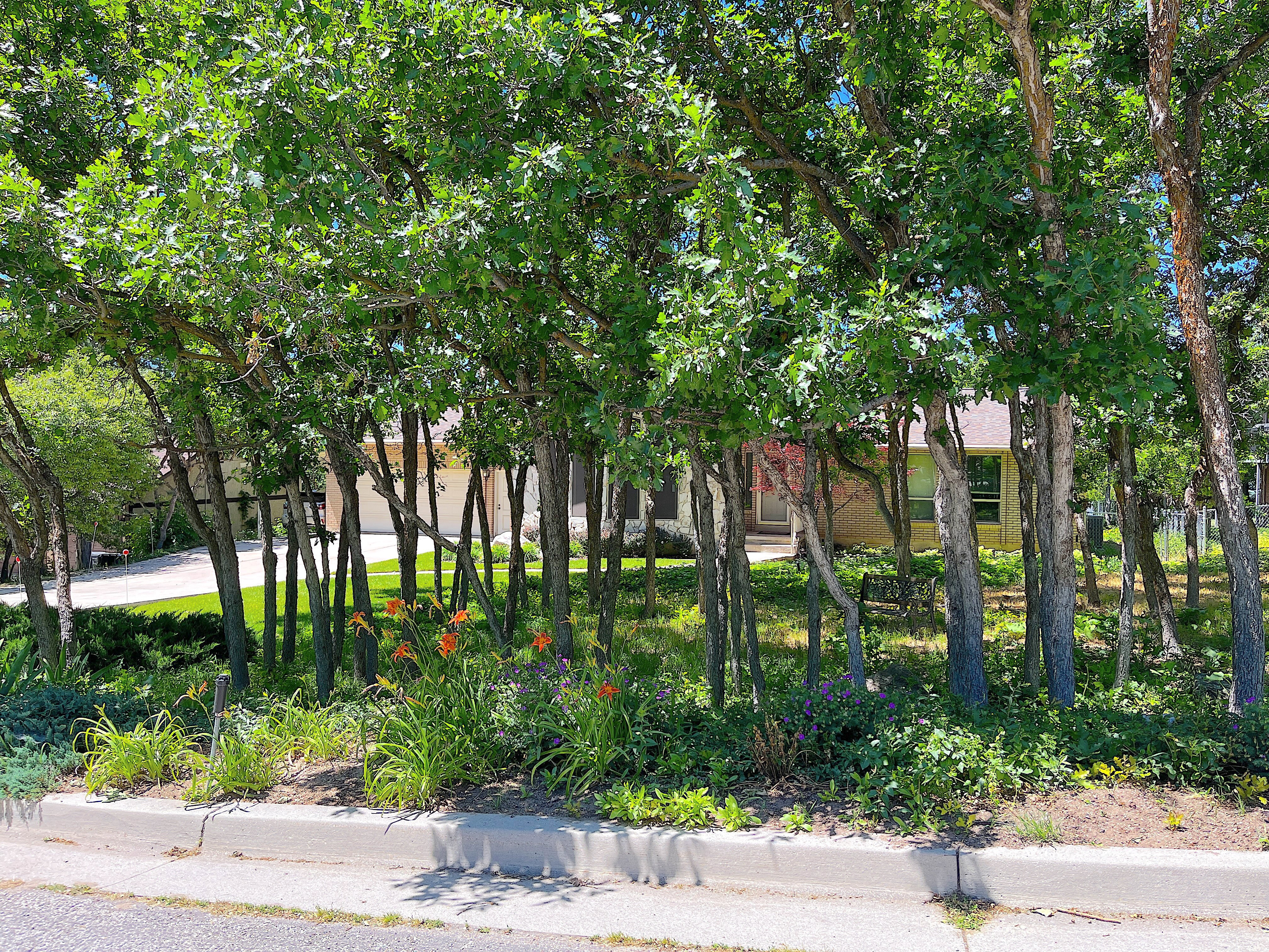 Mature trees framing a partially visible residence