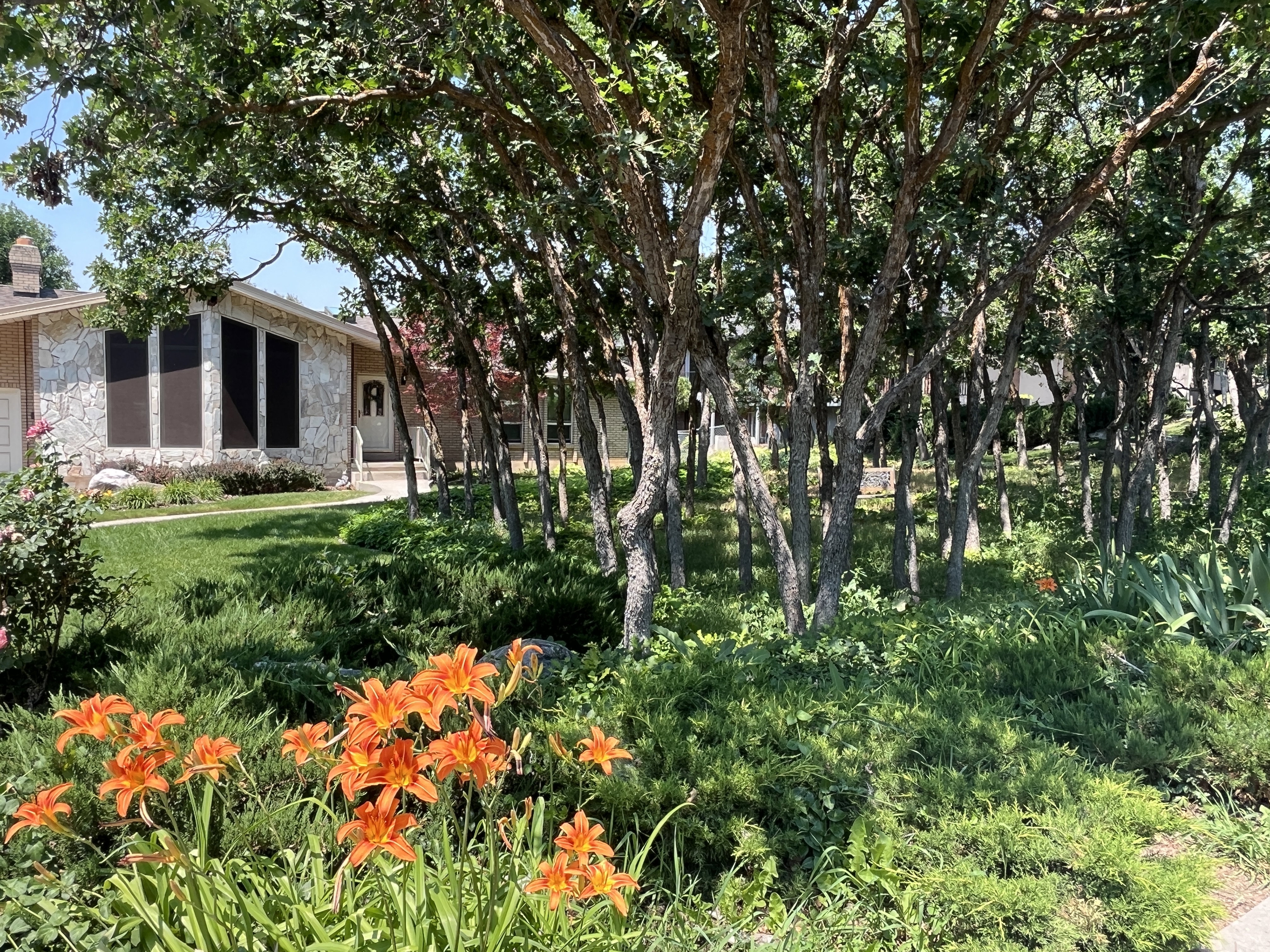 Manicured front yard with mature trees and vibrant orange daylilies
