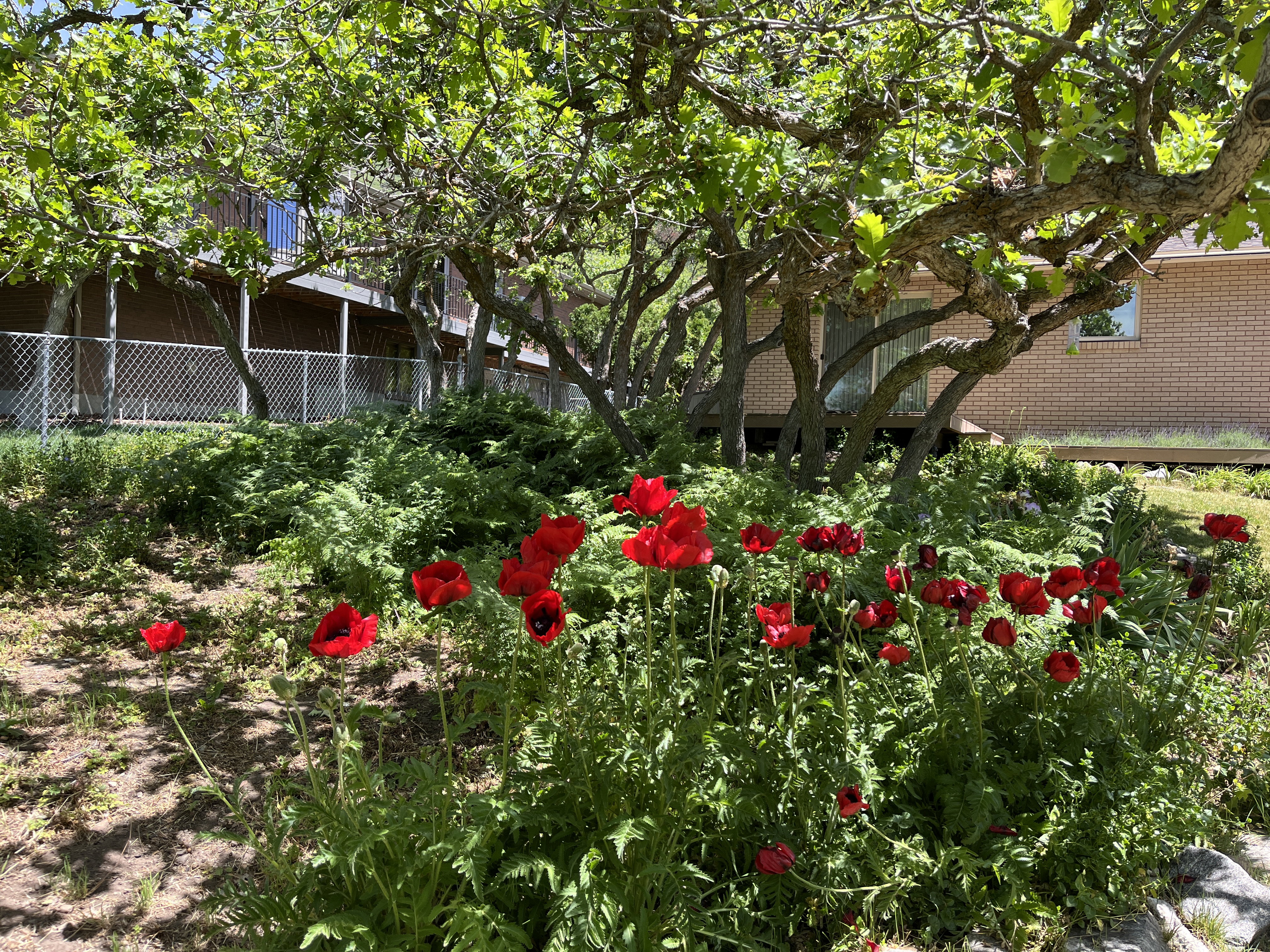 Vibrant red poppies and lush green foliage in a landscaped garden area