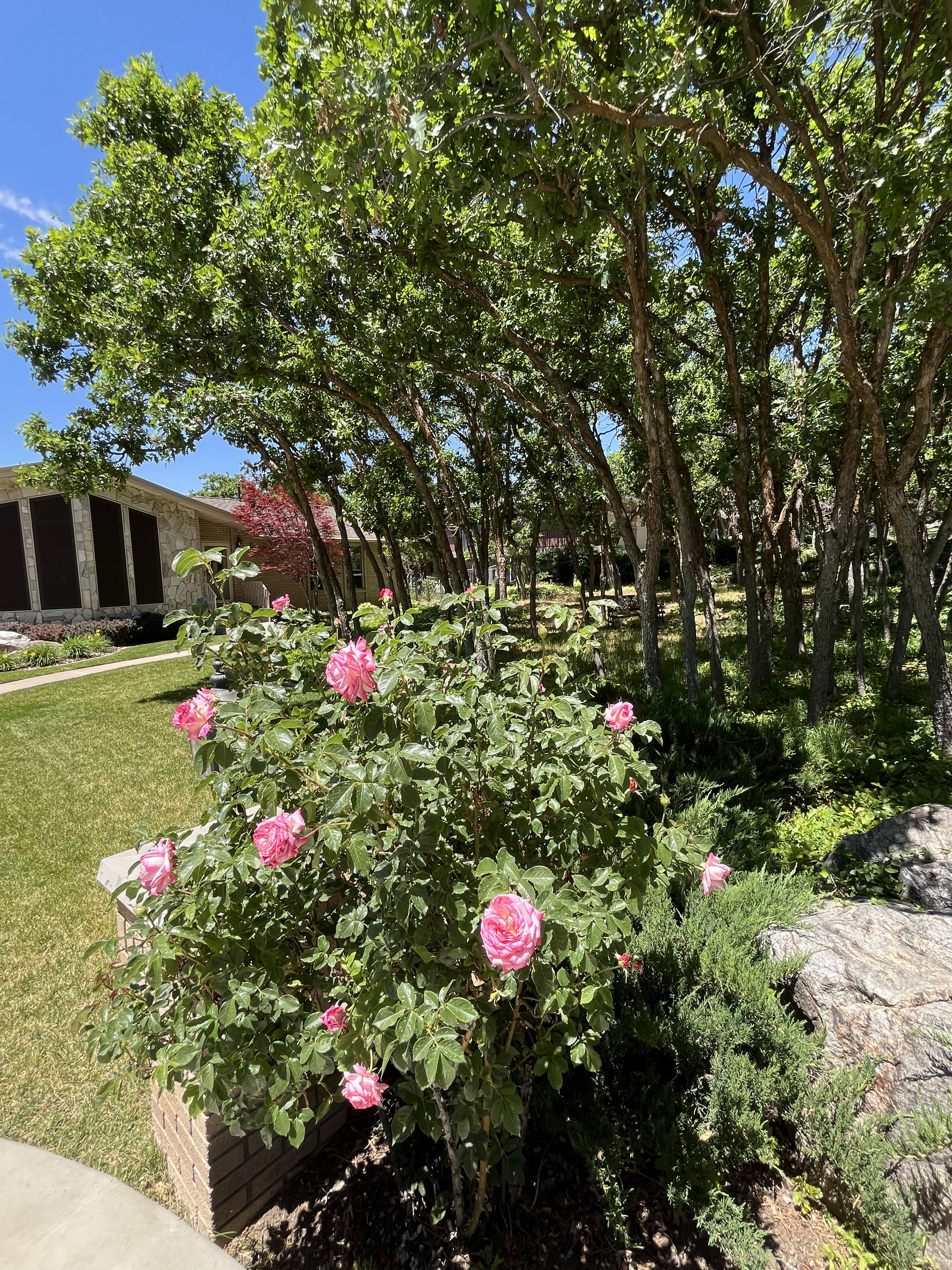Lush landscaping featuring a vibrant rose bush with pink blooms, mature trees, and natural rock elements