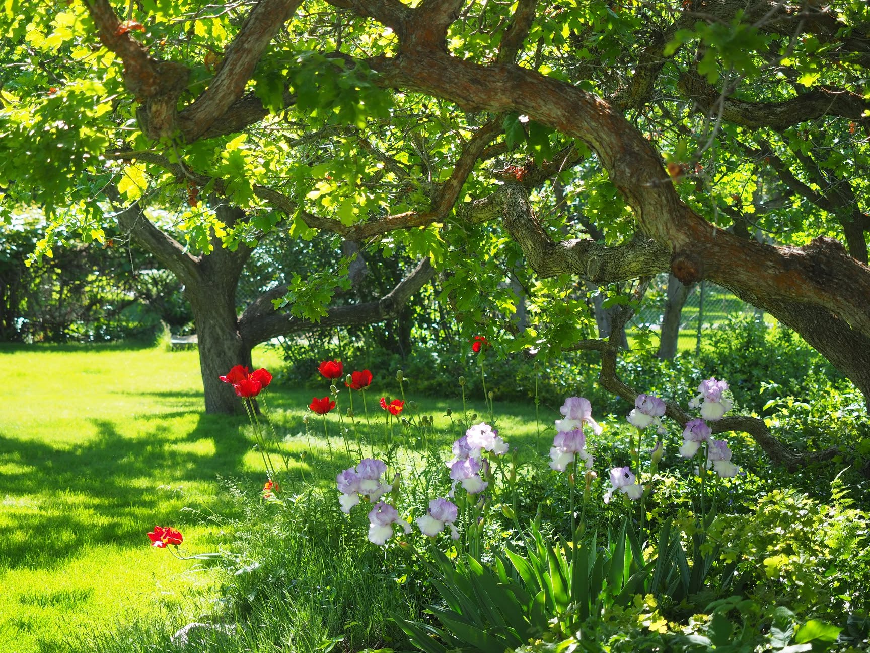 Expansive backyard featuring mature trees providing ample shade, a manicured lawn, vibrant red poppies, and purple and white irises