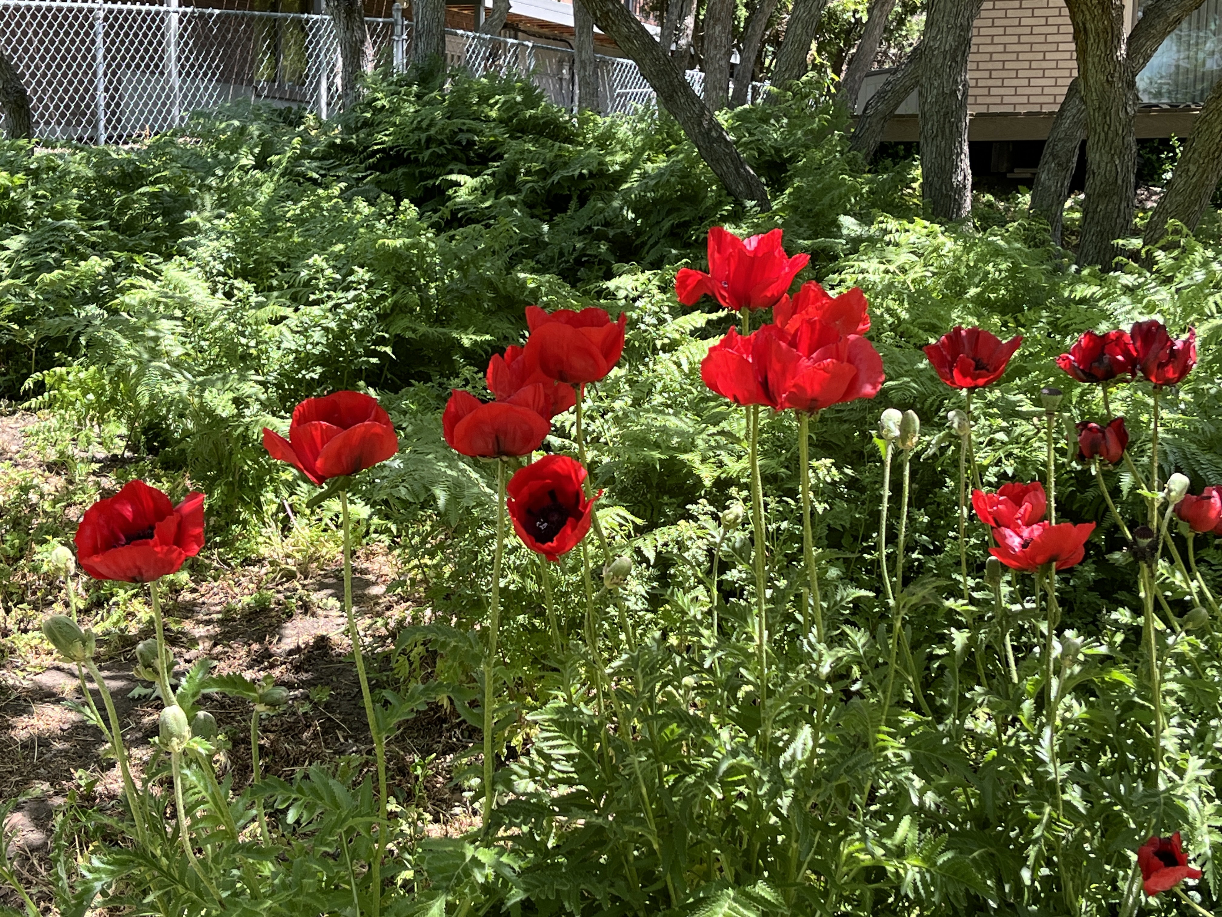 Vibrant red poppies with dark centers, surrounded by lush green foliage