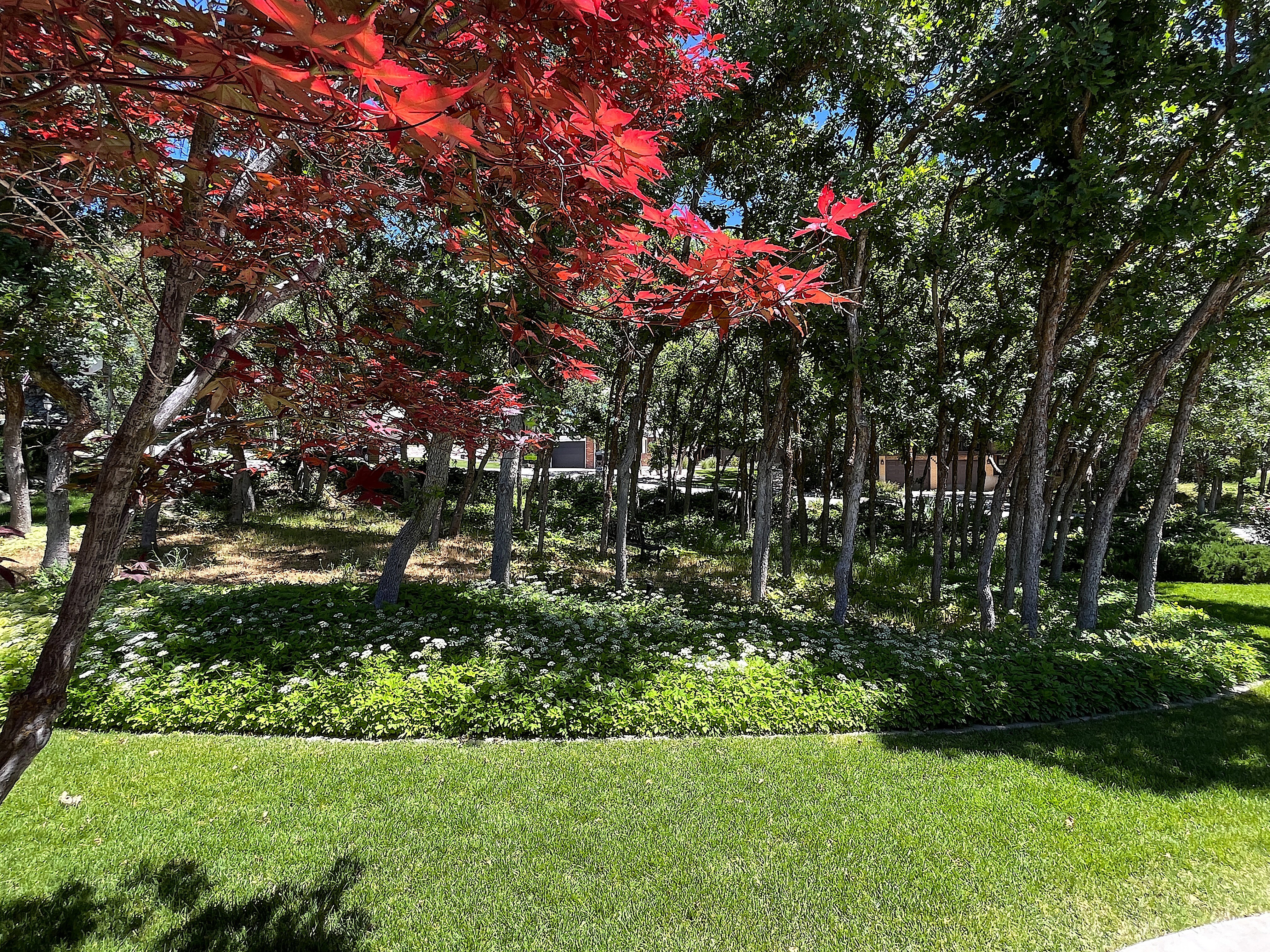 Lush outdoor space featuring a vibrant red-leafed tree, verdant lawn, mature trees, and ground cover with white blooms