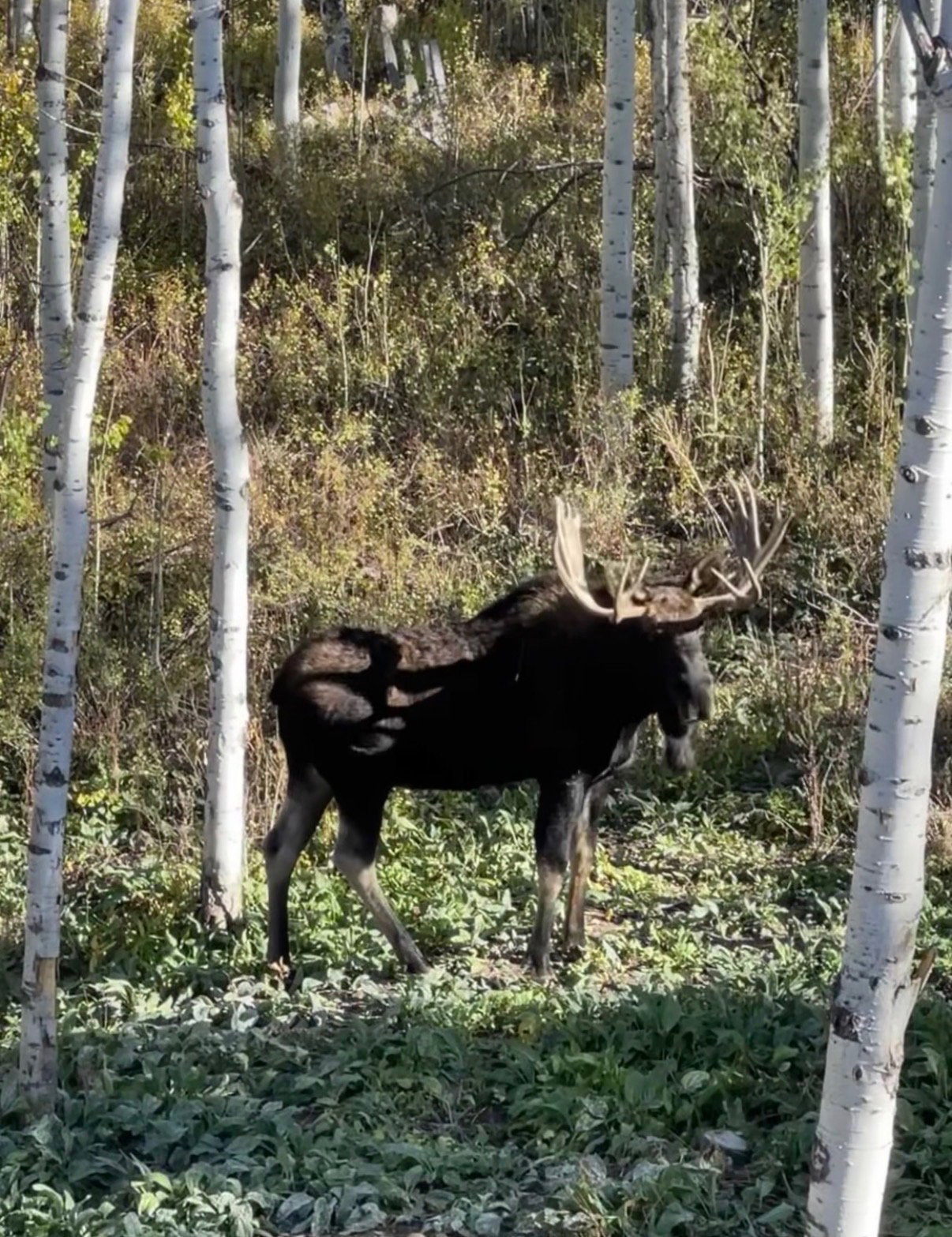 Bull moose within community