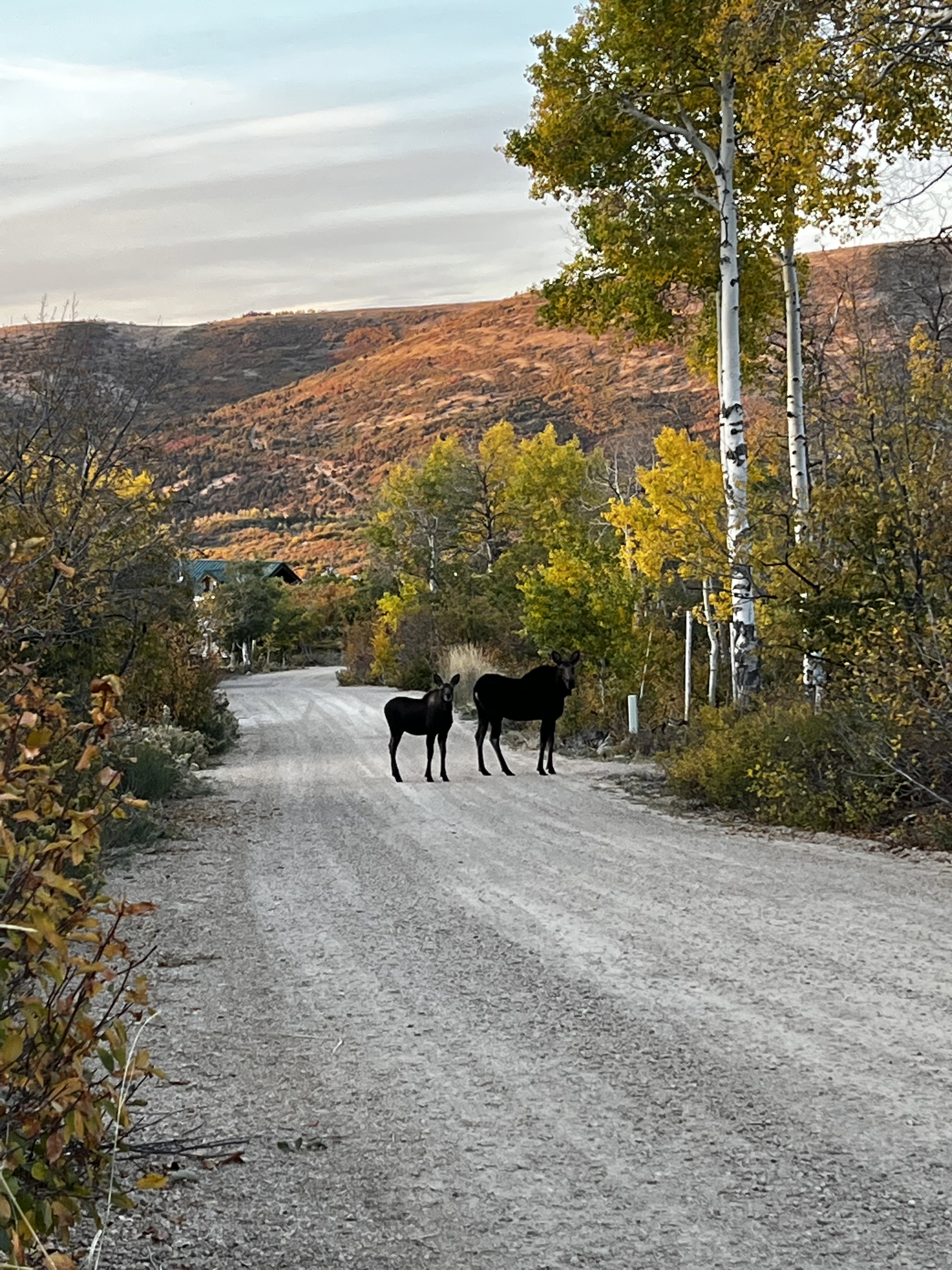 Momma and baby moose in fall in community