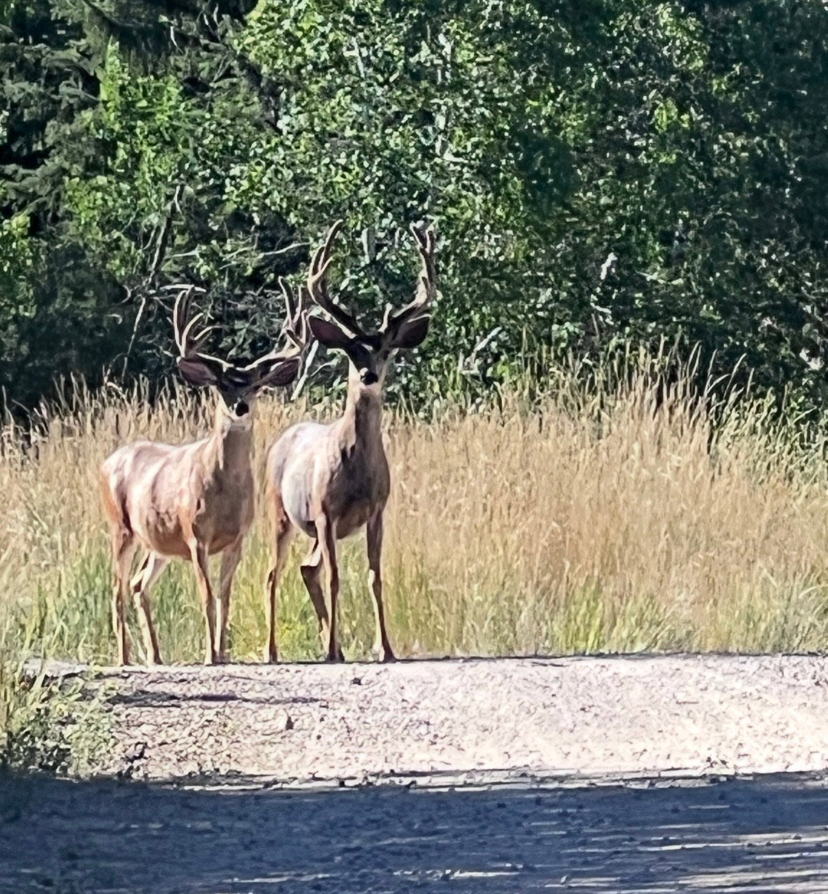 Bucks in community
