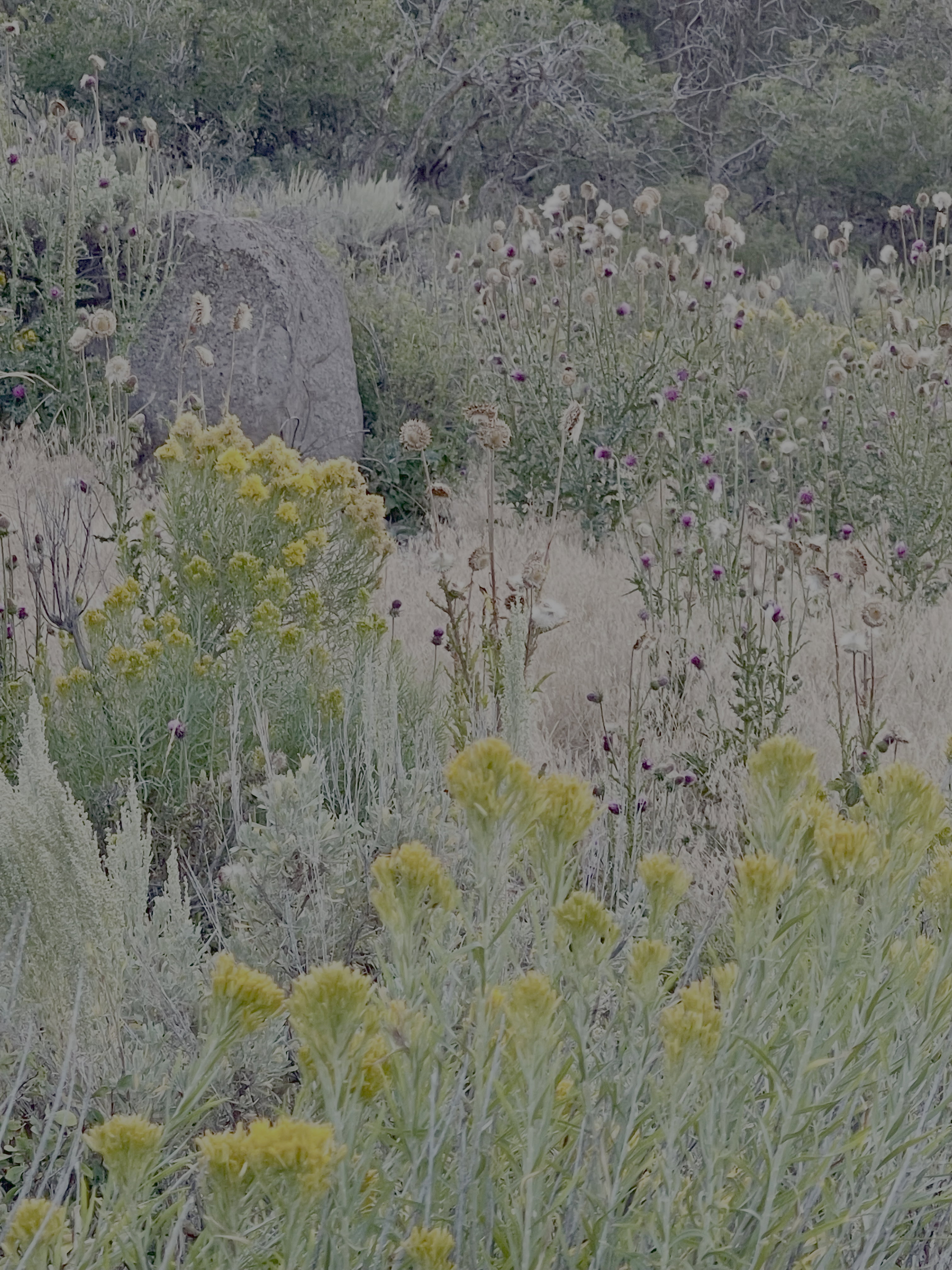 Natural landscape featuring diverse native flora, including yellow-flowering shrubs and various wild grasses