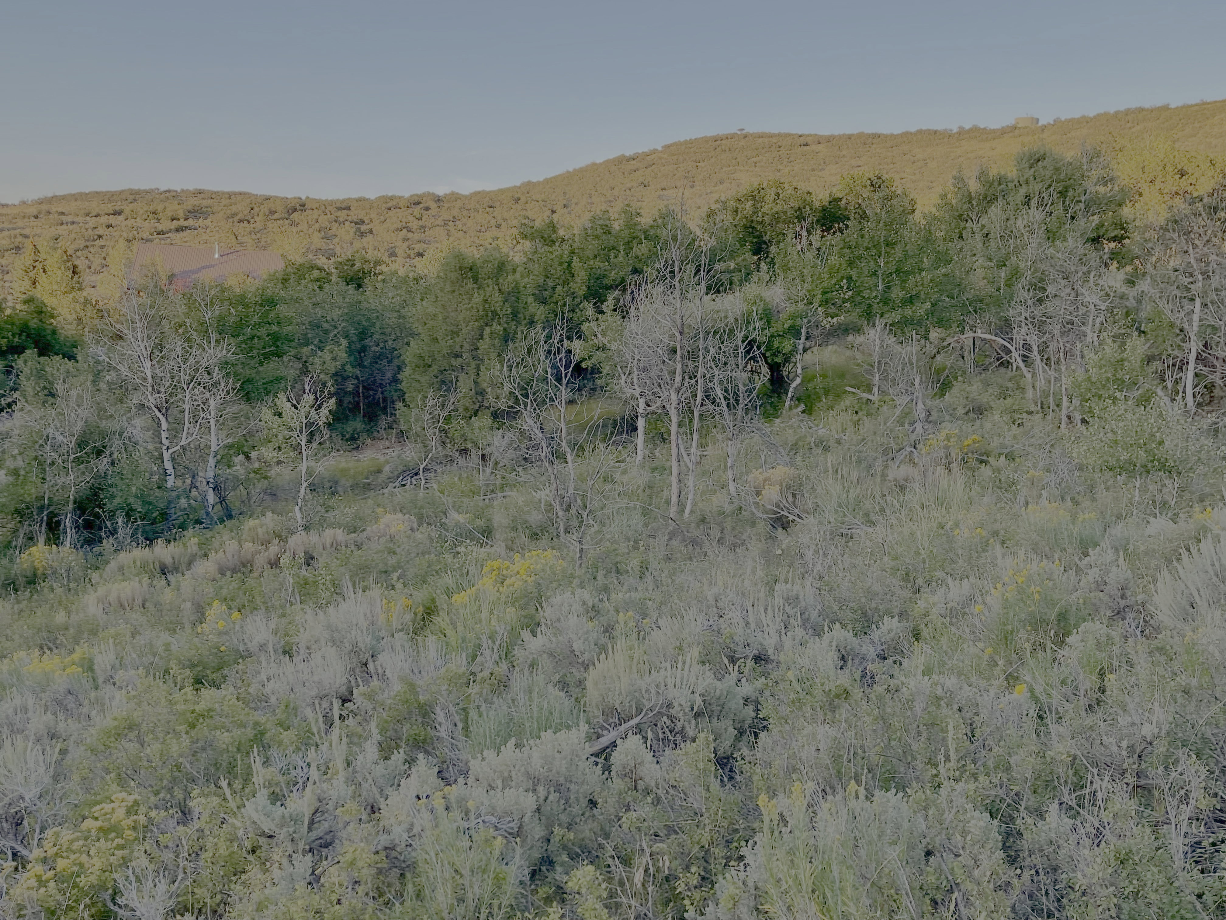 Sloping terrain featuring diverse vegetation, including mature trees and flowering shrubs