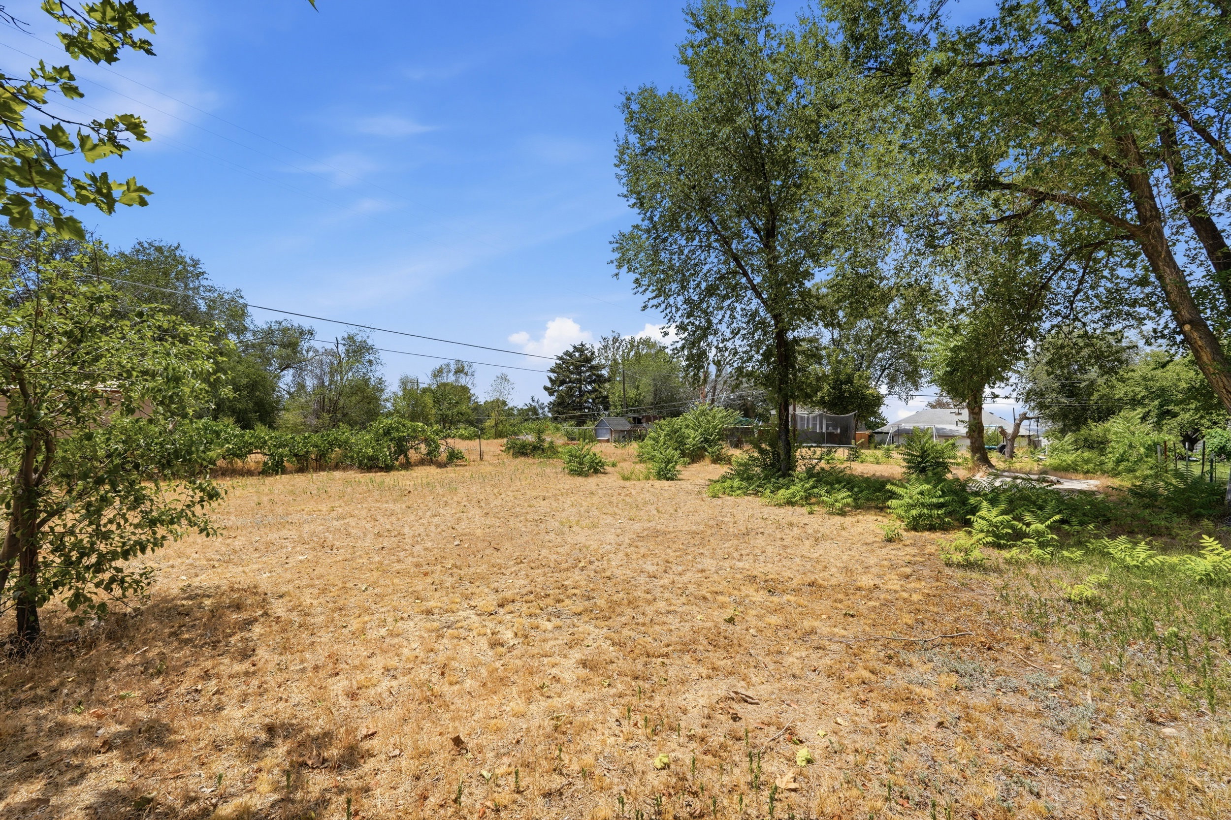 Expansive open lot with scattered mature trees and varied ground cover