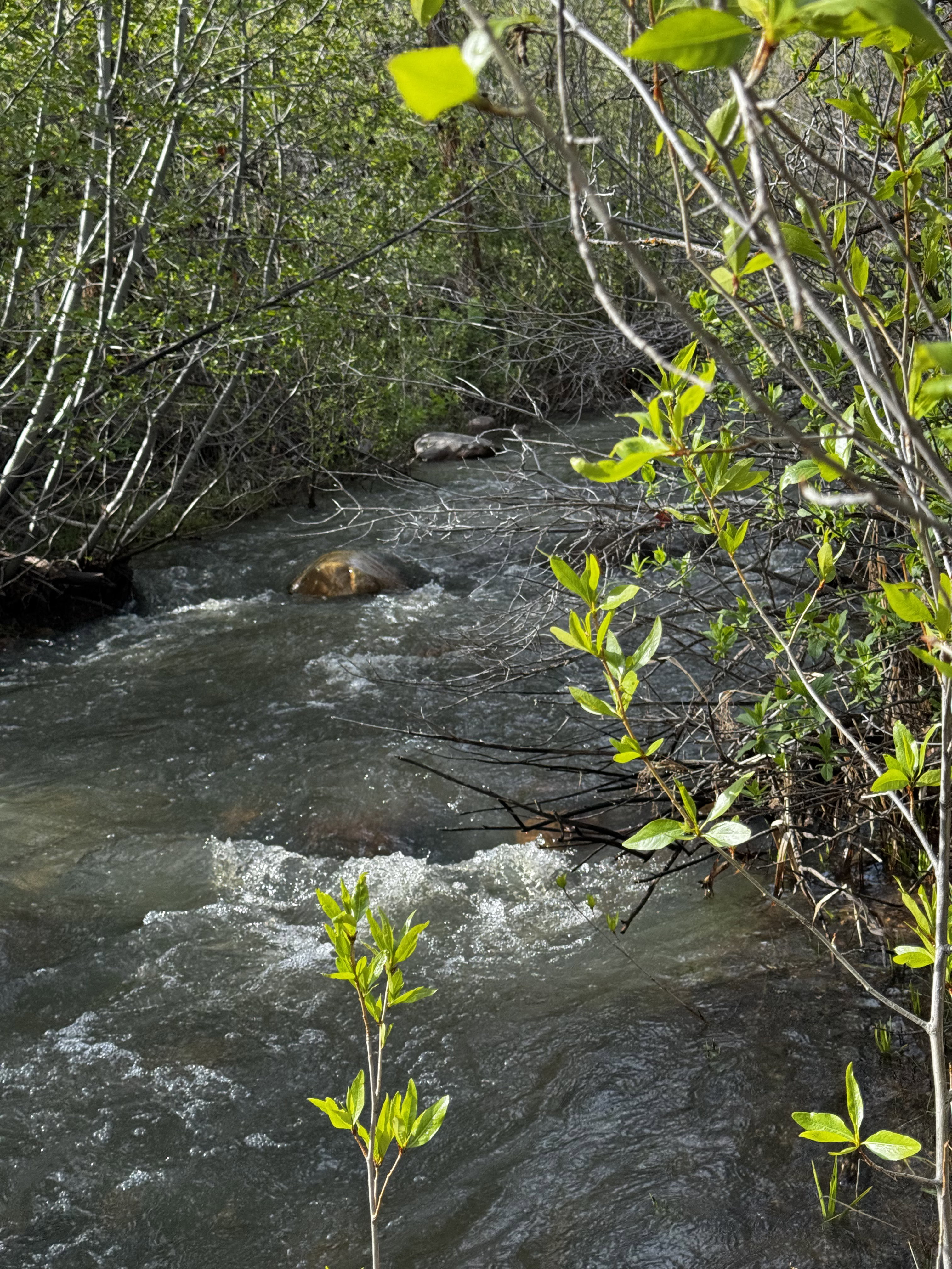 Natural flowing water feature surrounded by dense foliage and mature trees