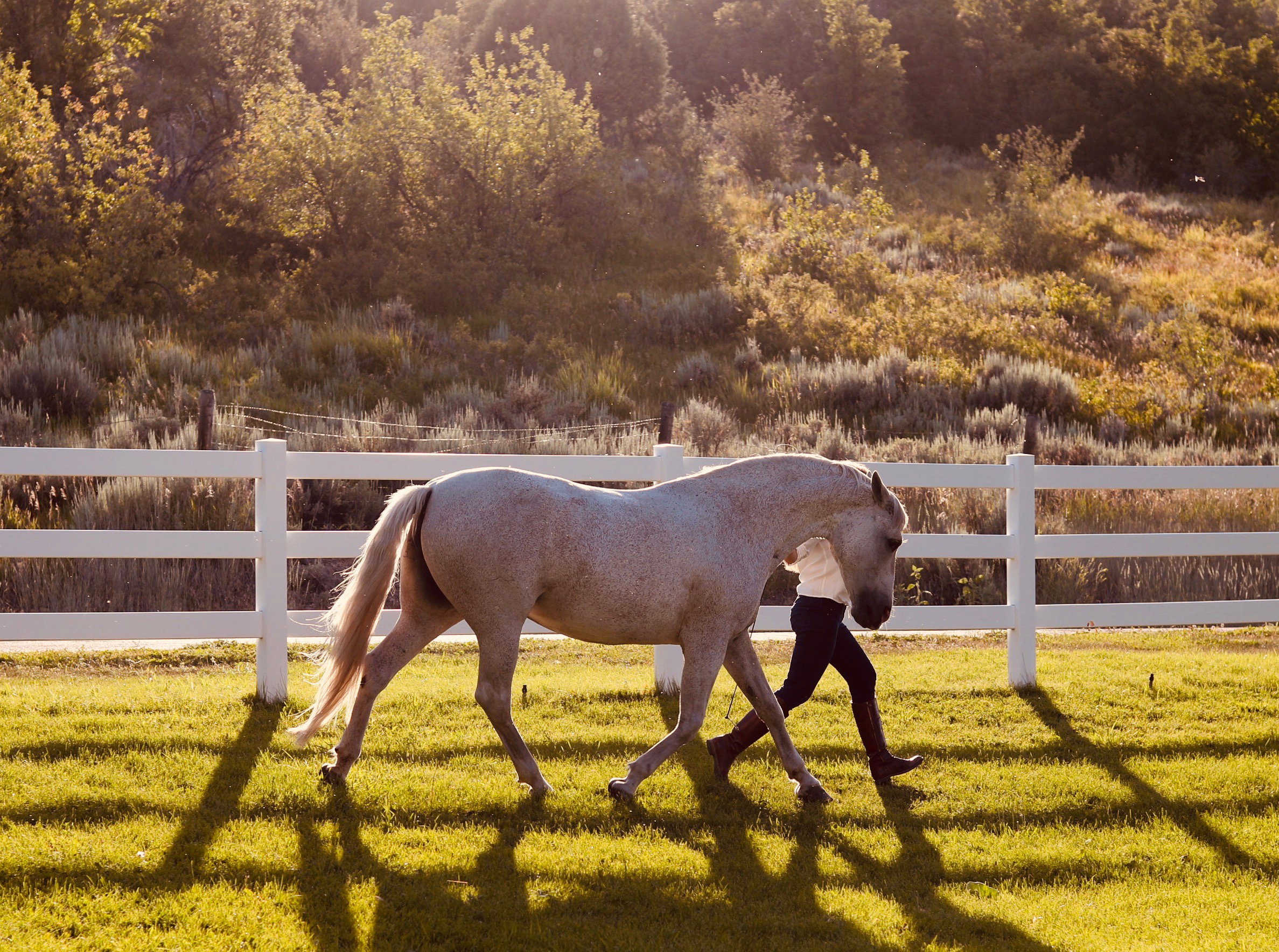 Expansive green pasture with a white three-rail fence