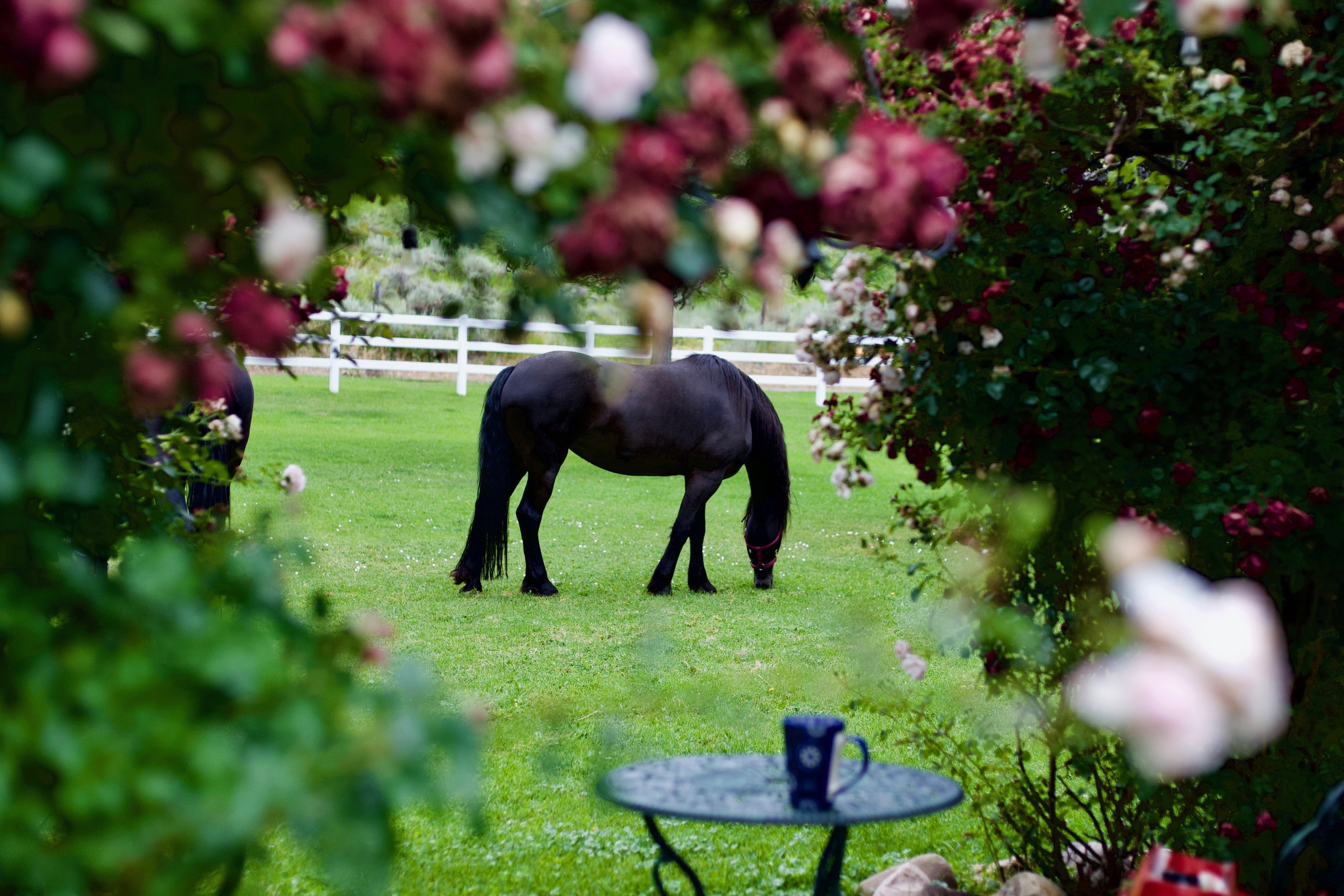 Expansive green pasture with a white fence border framed by blooming rose bushes