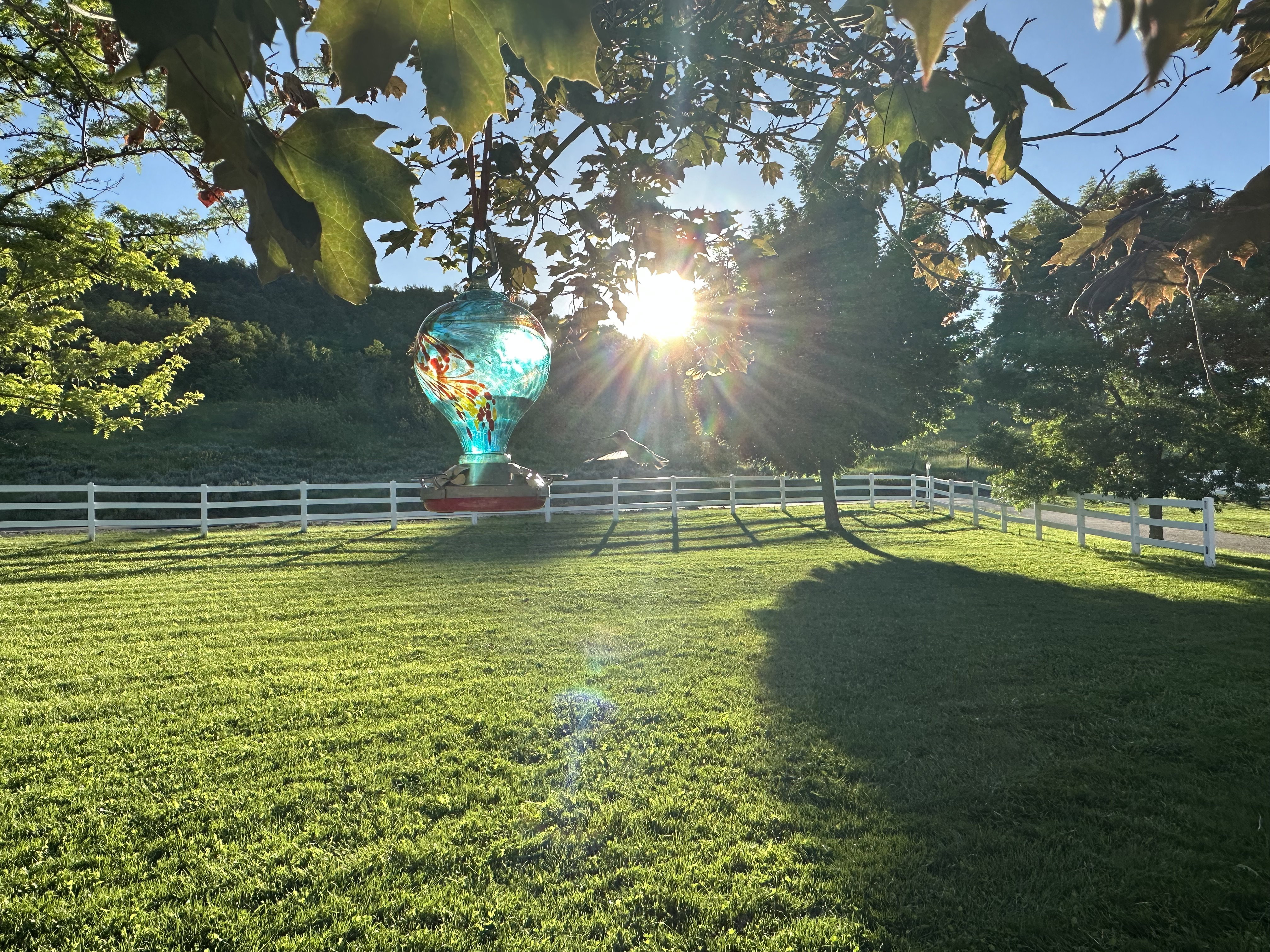 Expansive green lawn surrounded by a white three-rail fence