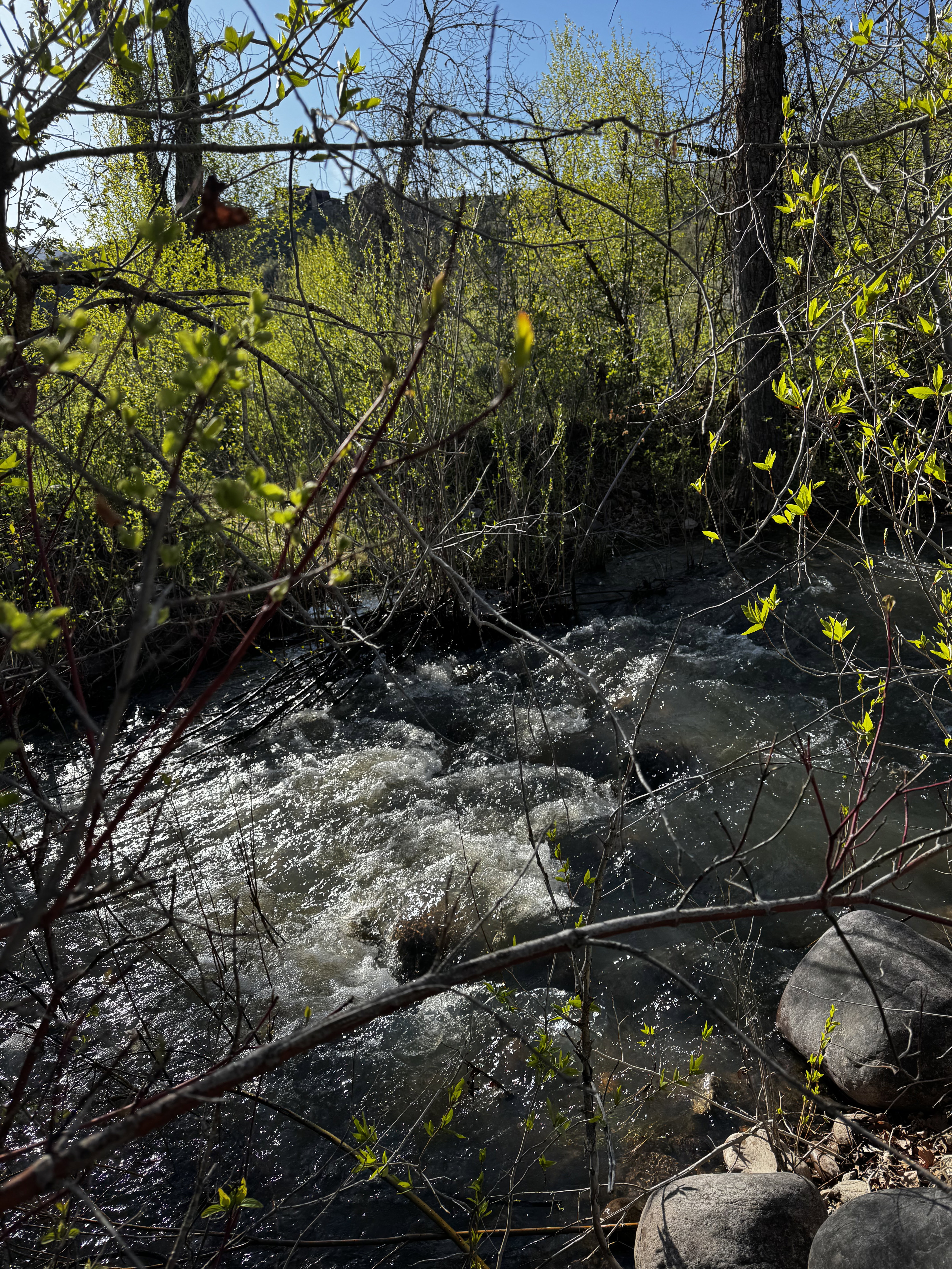 A natural stream with flowing water, bordered by varied foliage and trees