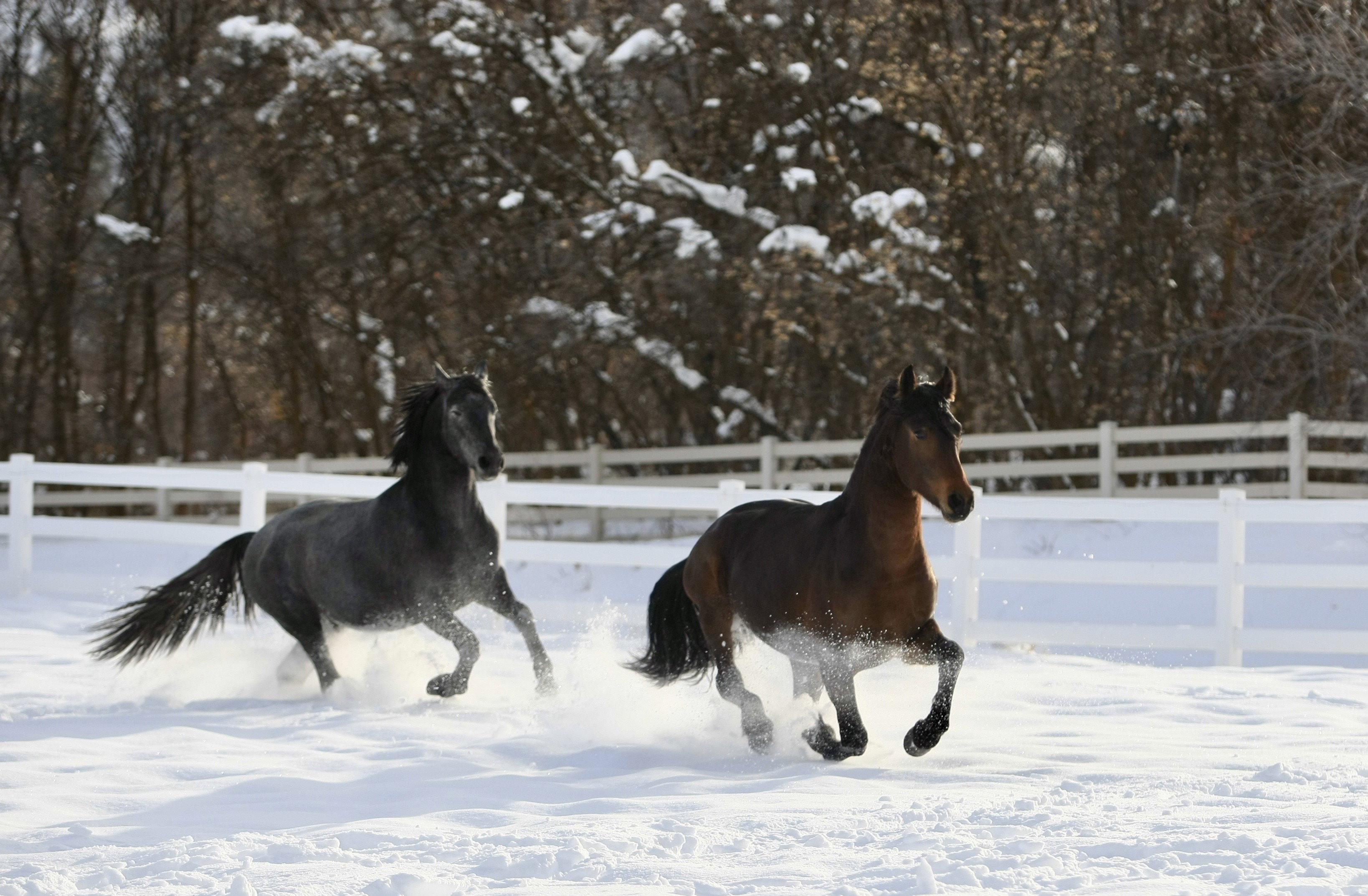 White perimeter fencing enclosing a spacious, snow-covered paddock with a natural treeline backdrop