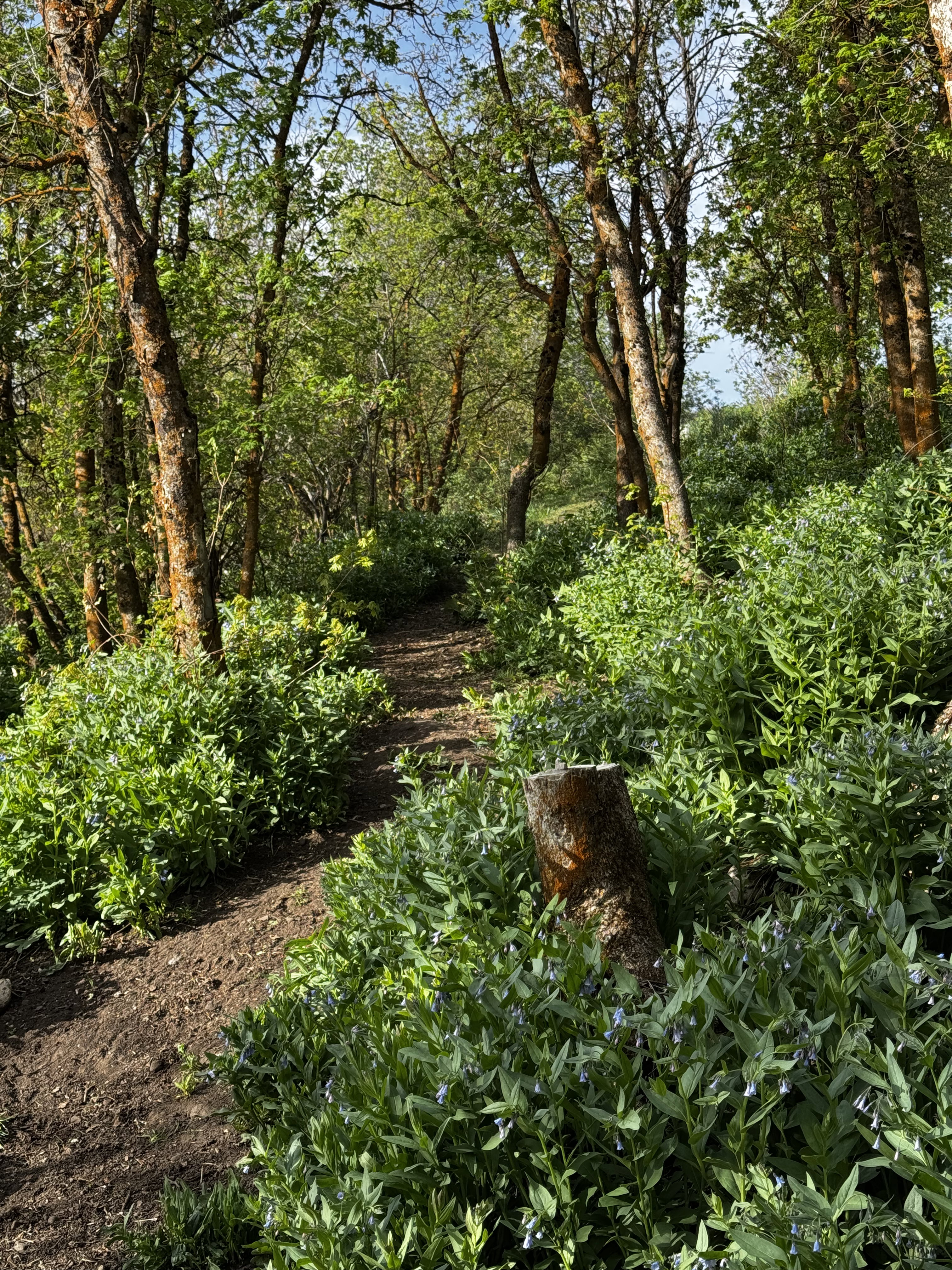 Wooded natural landscape featuring a winding dirt path and lush green undergrowth