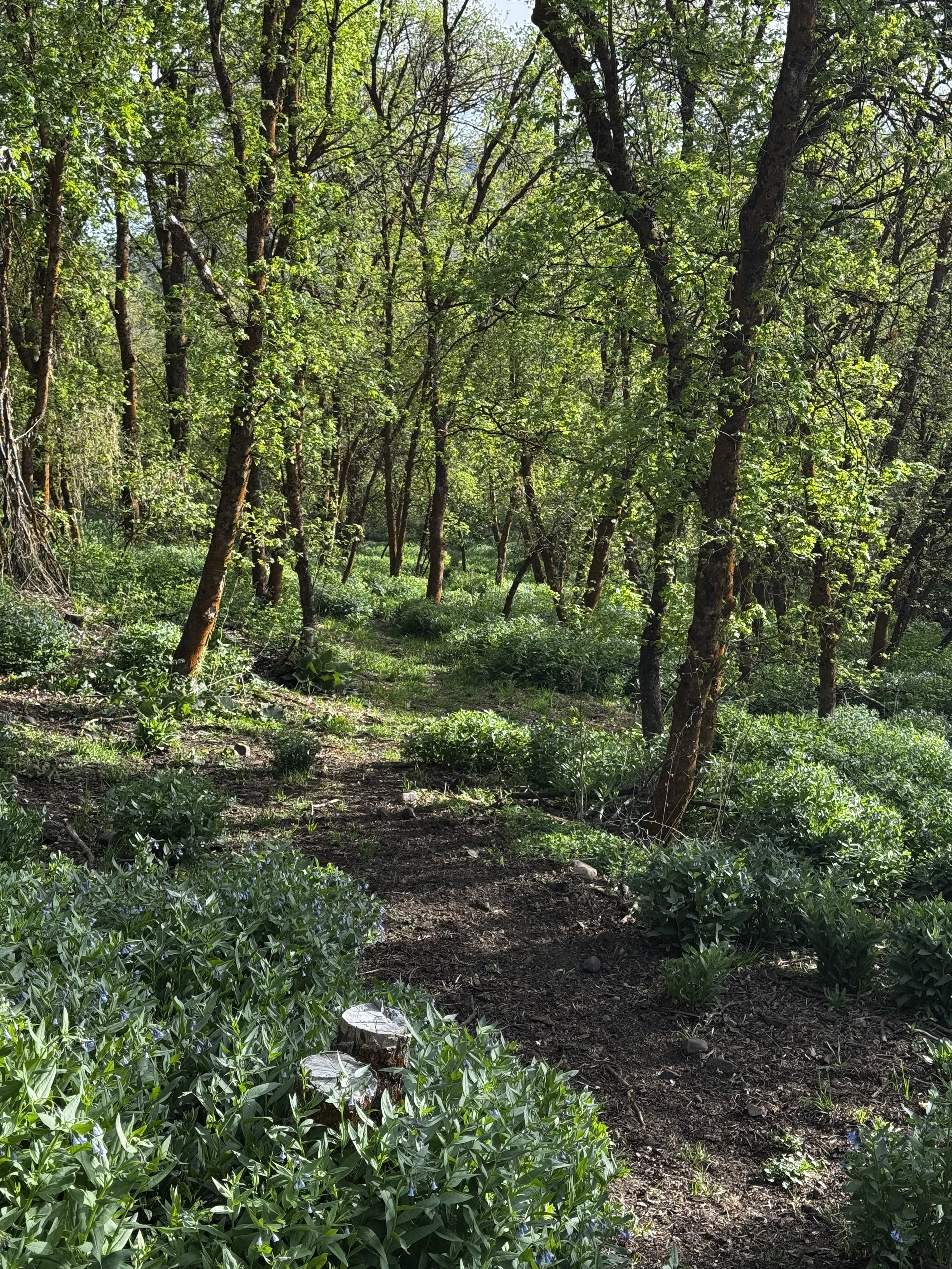 Wooded acreage featuring a natural path, mature trees, dense undergrowth, and varied foliage