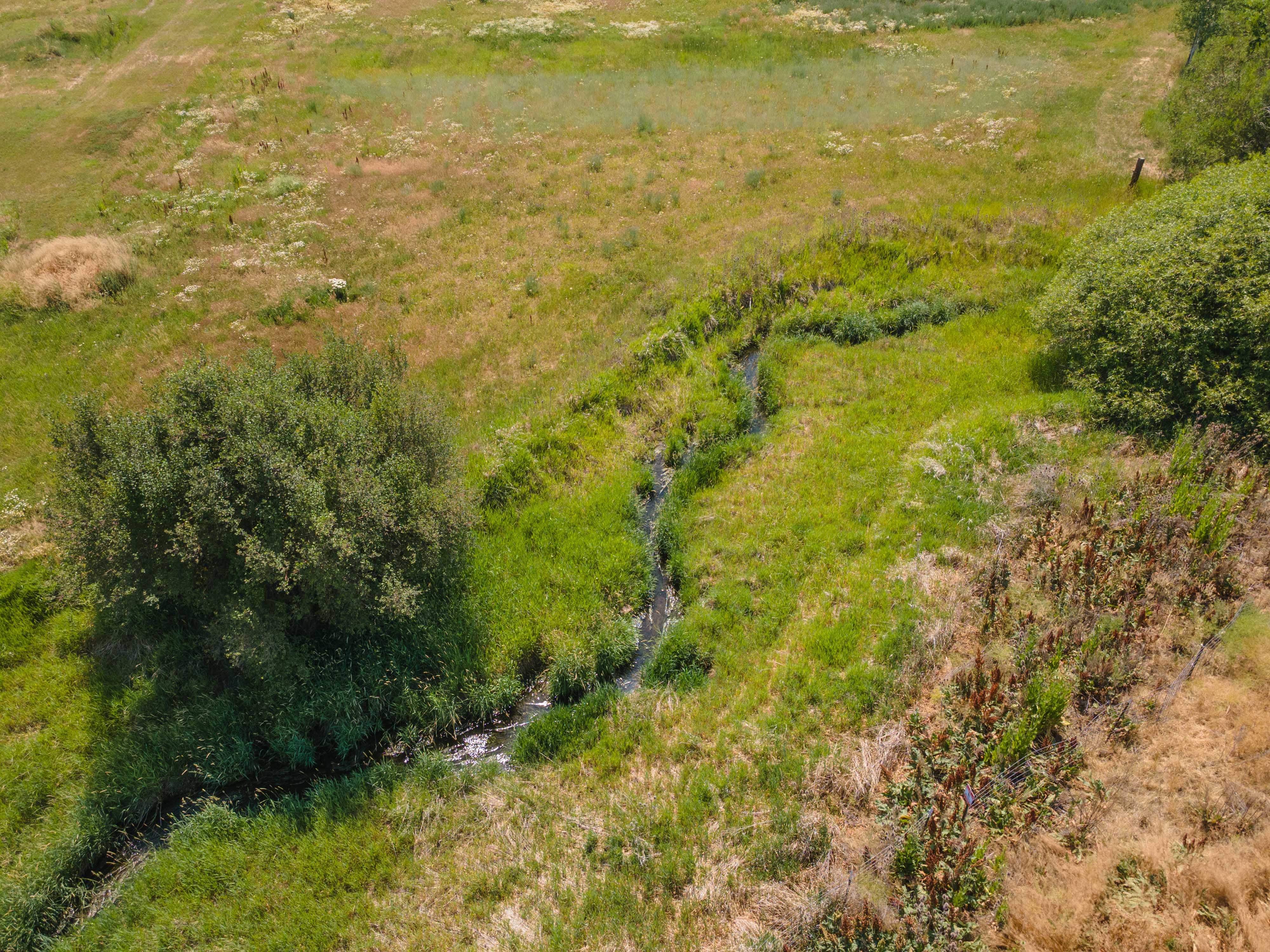 Natural stream traversing verdant and golden grasslands, accented by mature trees
