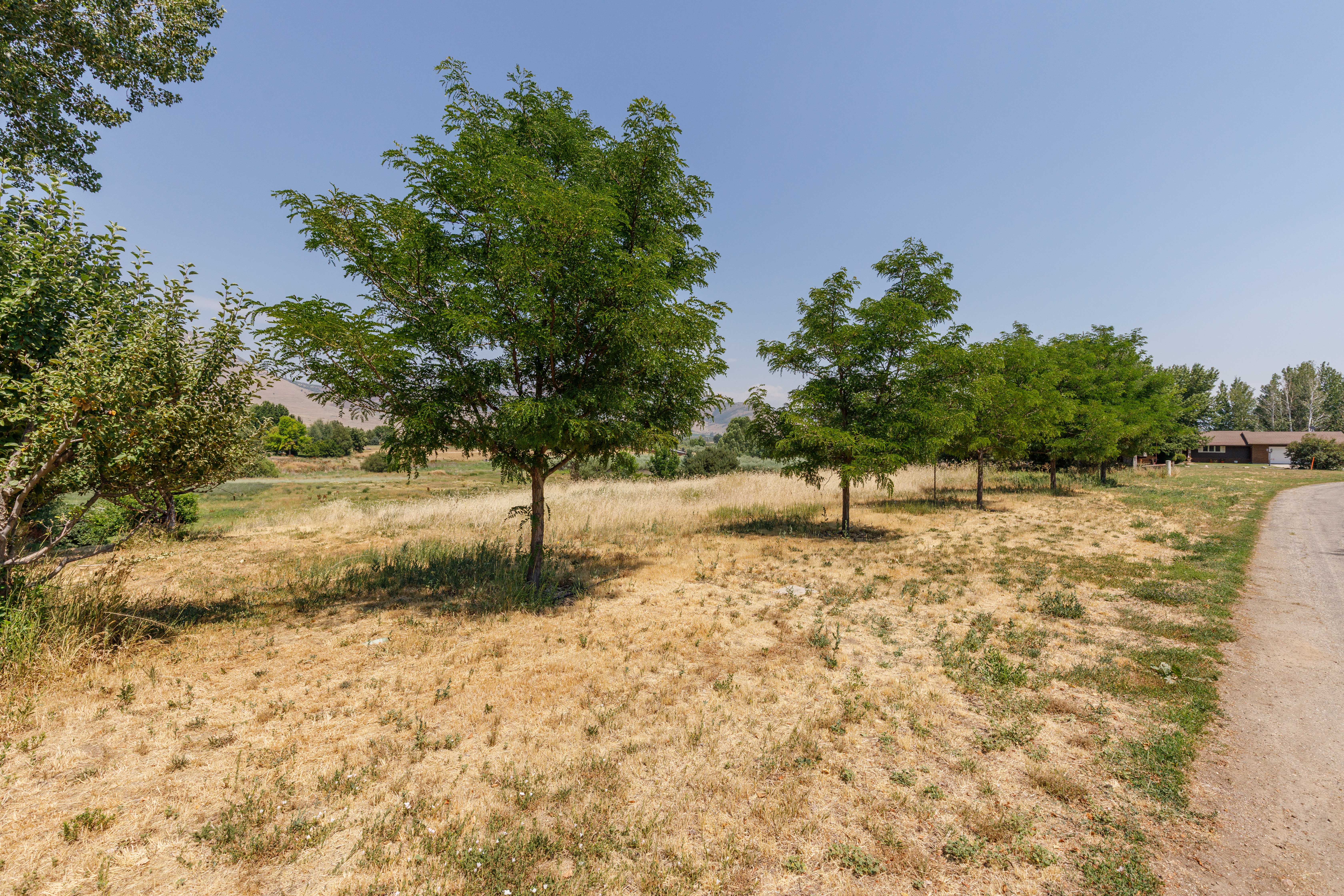 Fruit trees