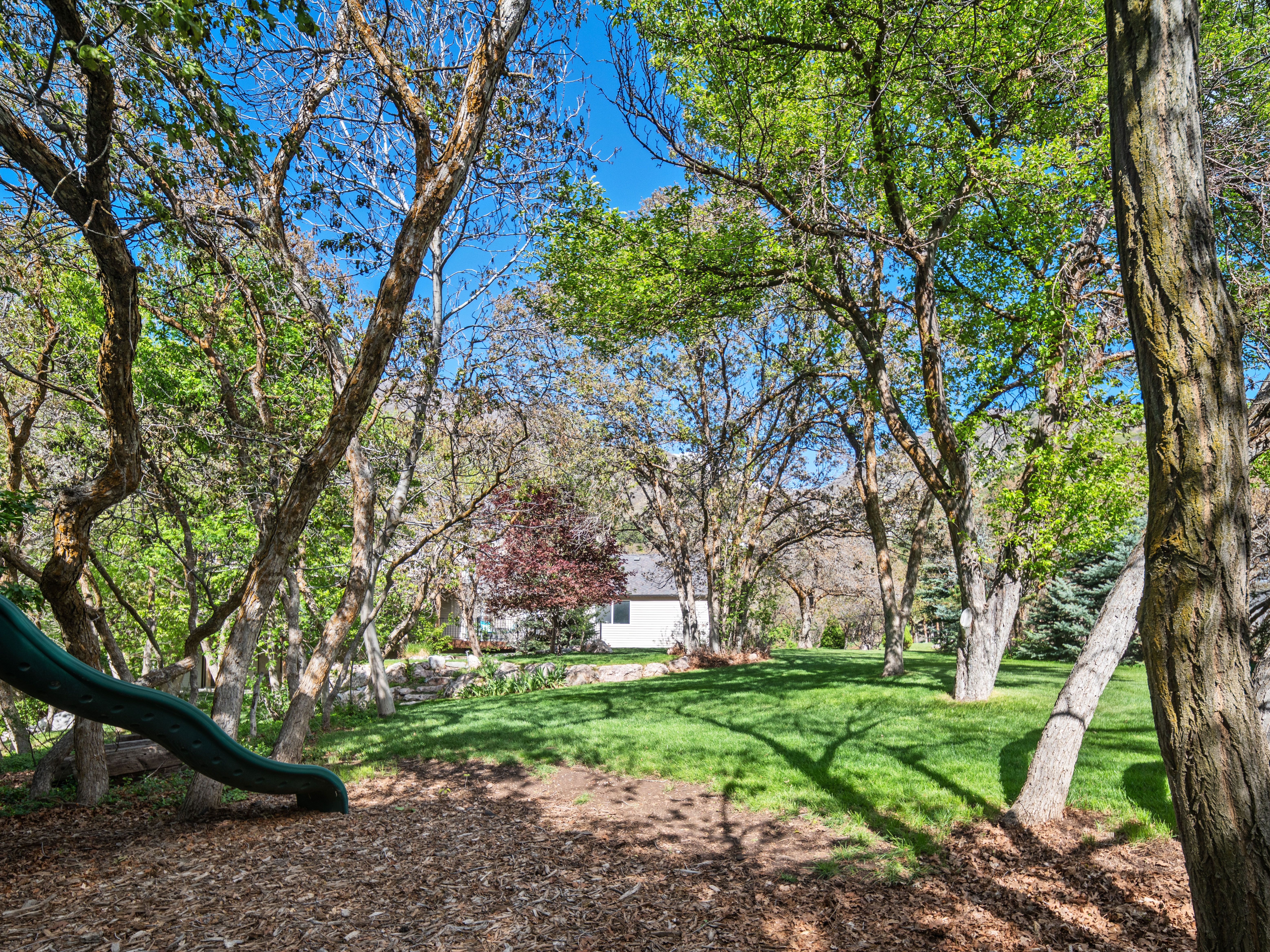 Expansive backyard featuring a manicured lawn, a variety of mature trees, natural landscaping, and a white residence in the background