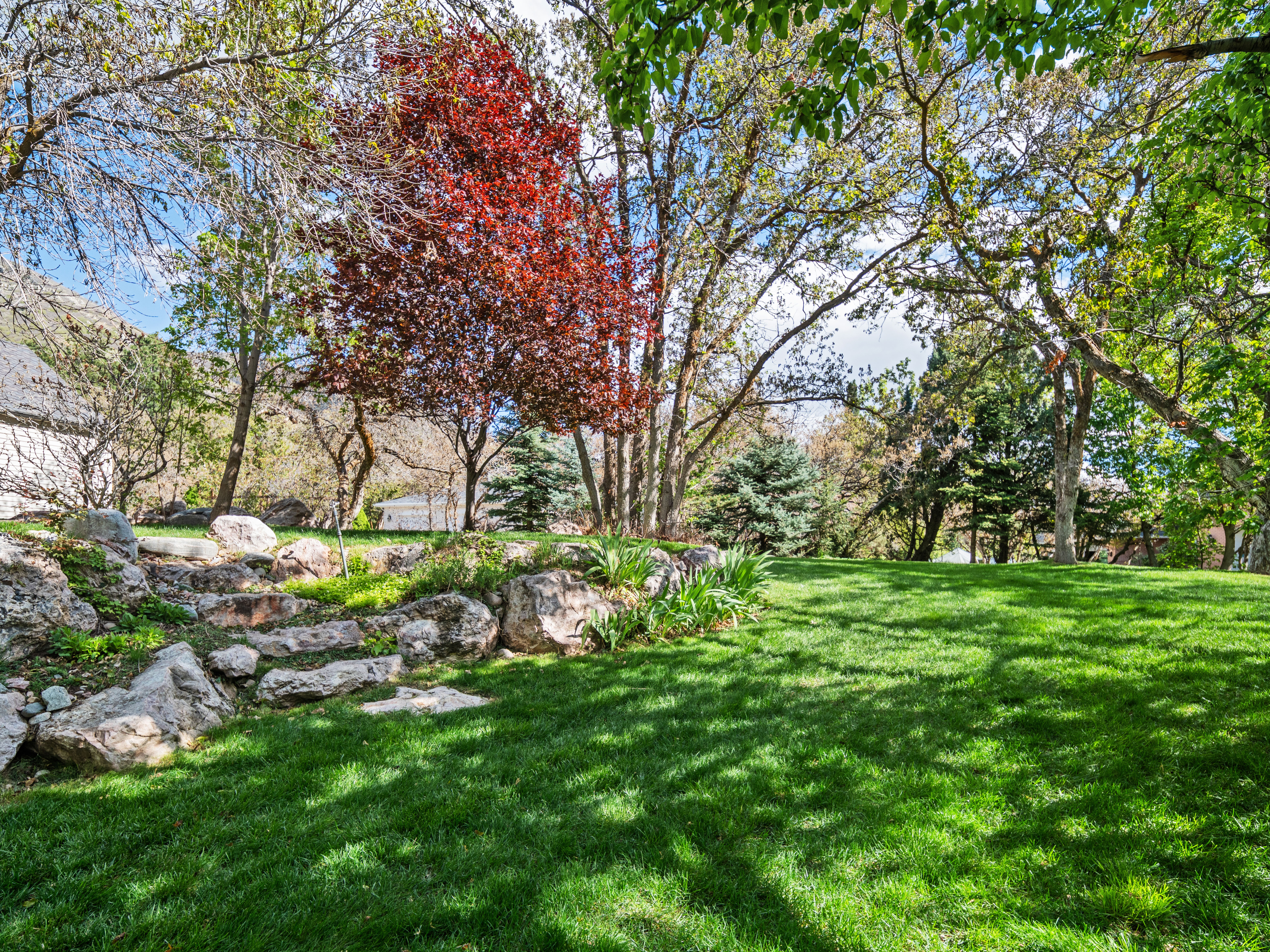 Expansive green lawn surrounded by mature deciduous and evergreen trees
