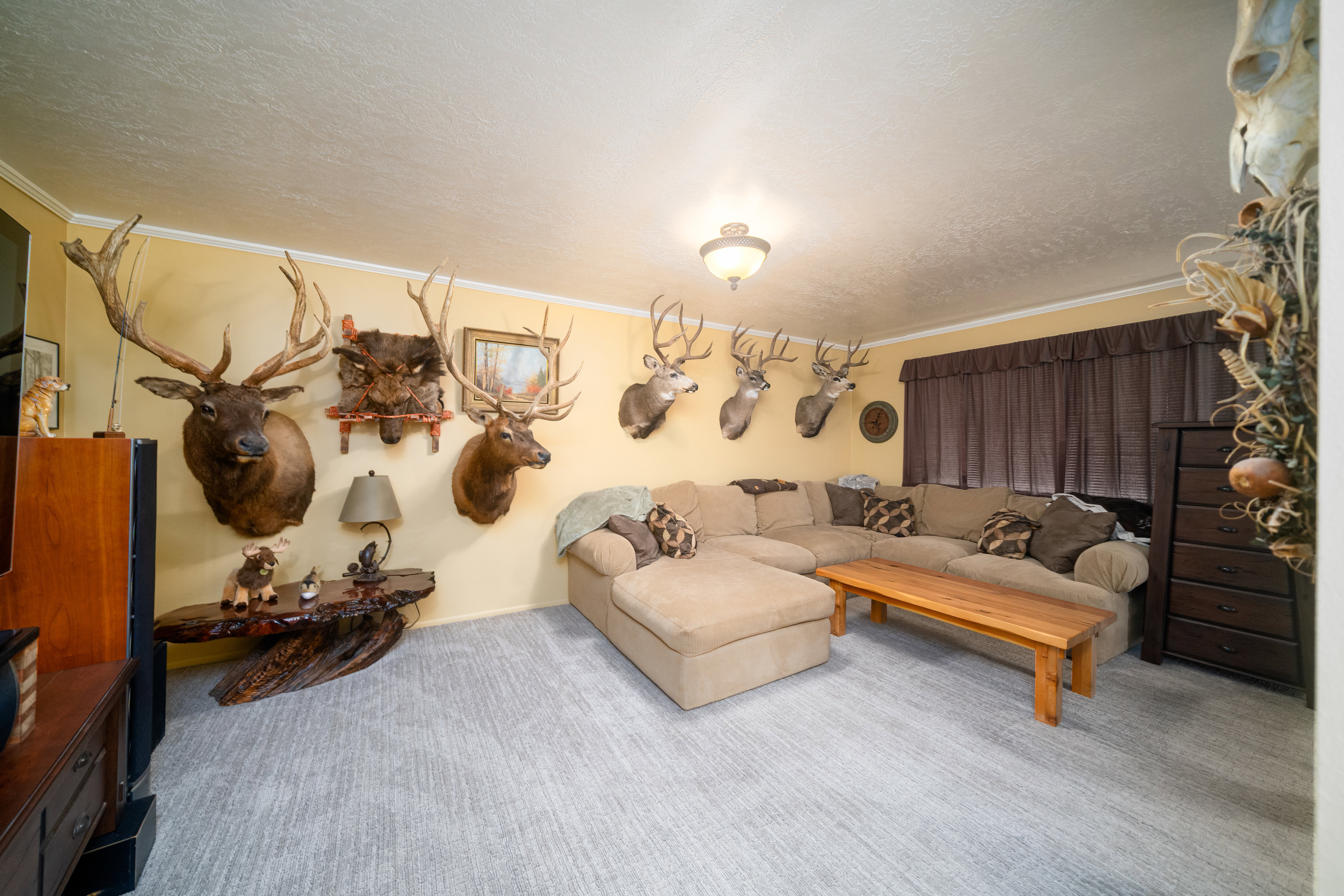 Carpeted room with crown molding, a ceiling-mounted light fixture, and window treatments