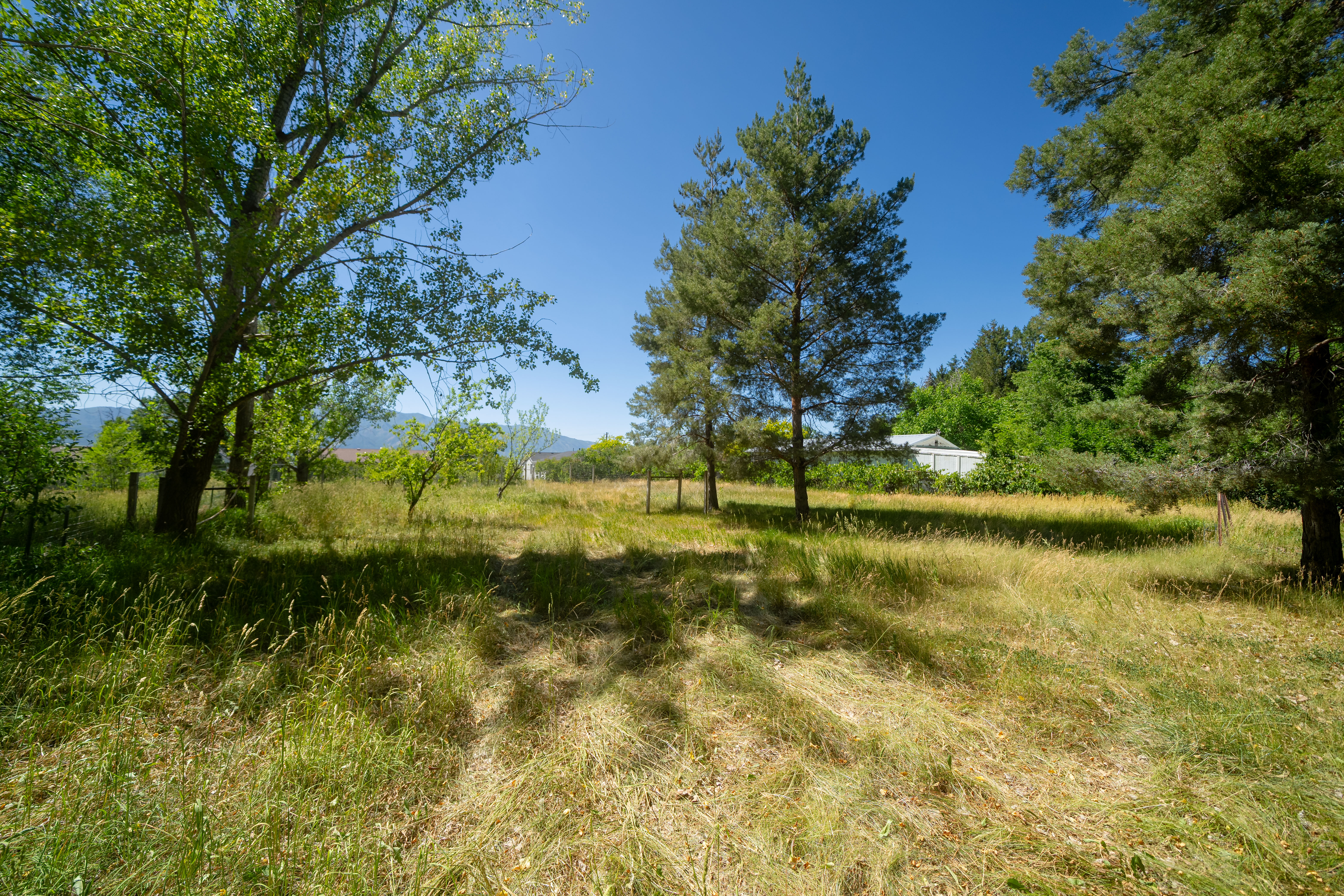 Expansive natural landscape featuring varied mature trees and abundant natural grasses