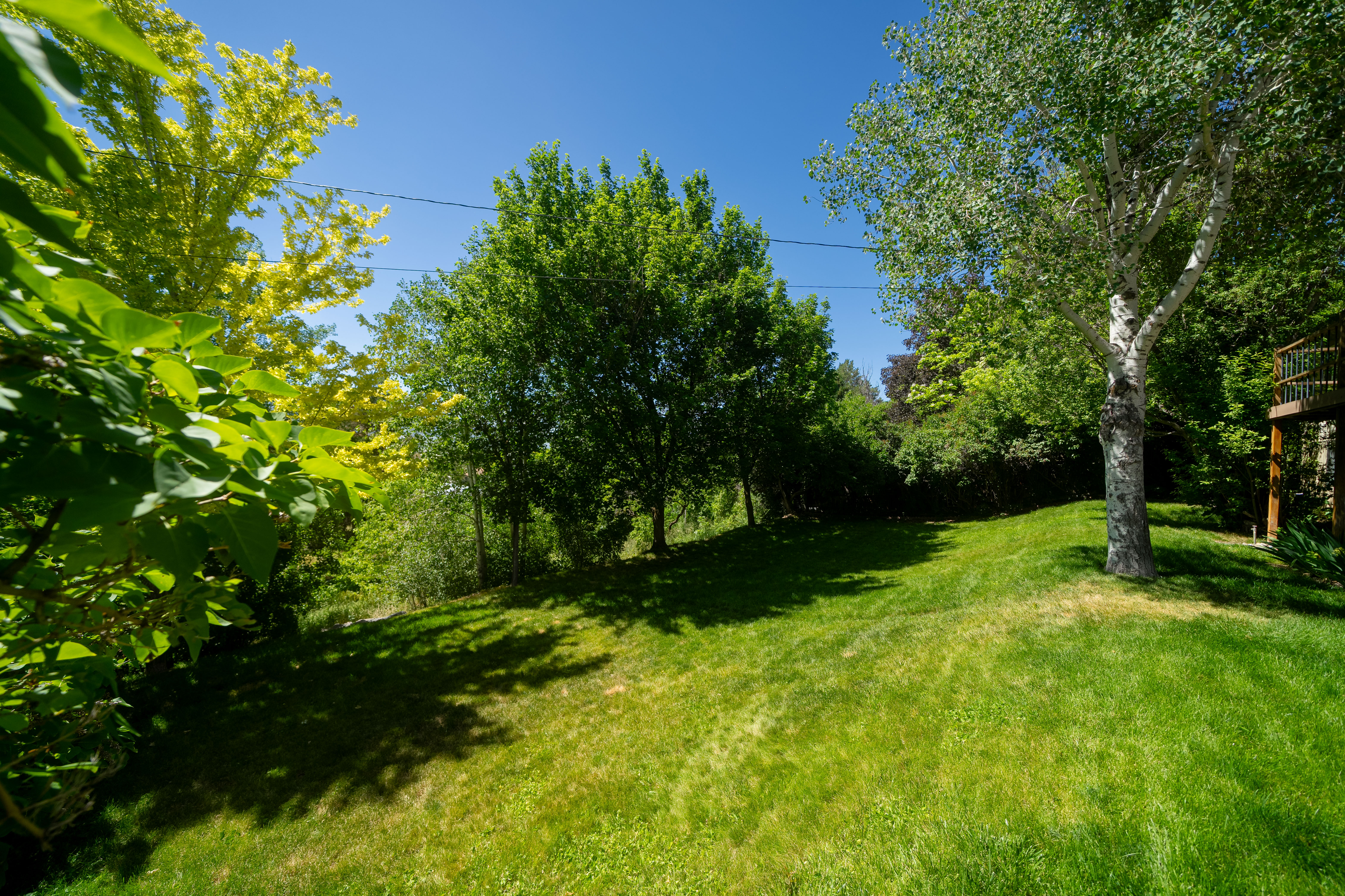 Expansive grassy lawn surrounded by mature trees, including a prominent birch and other deciduous varieties