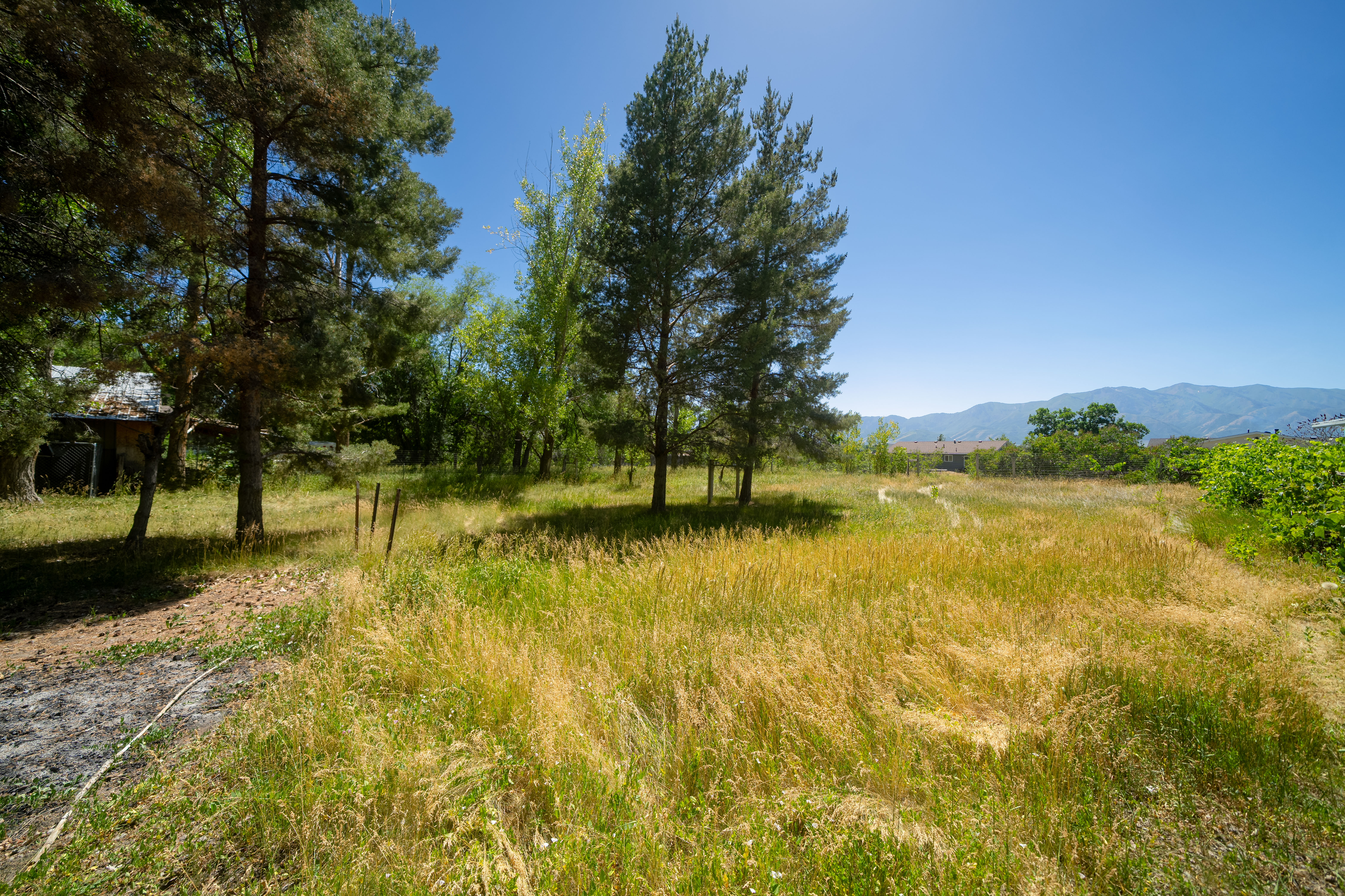 Expansive parcel featuring mature pine trees, a sun-drenched grassy field, and a distant mountain range backdrop
