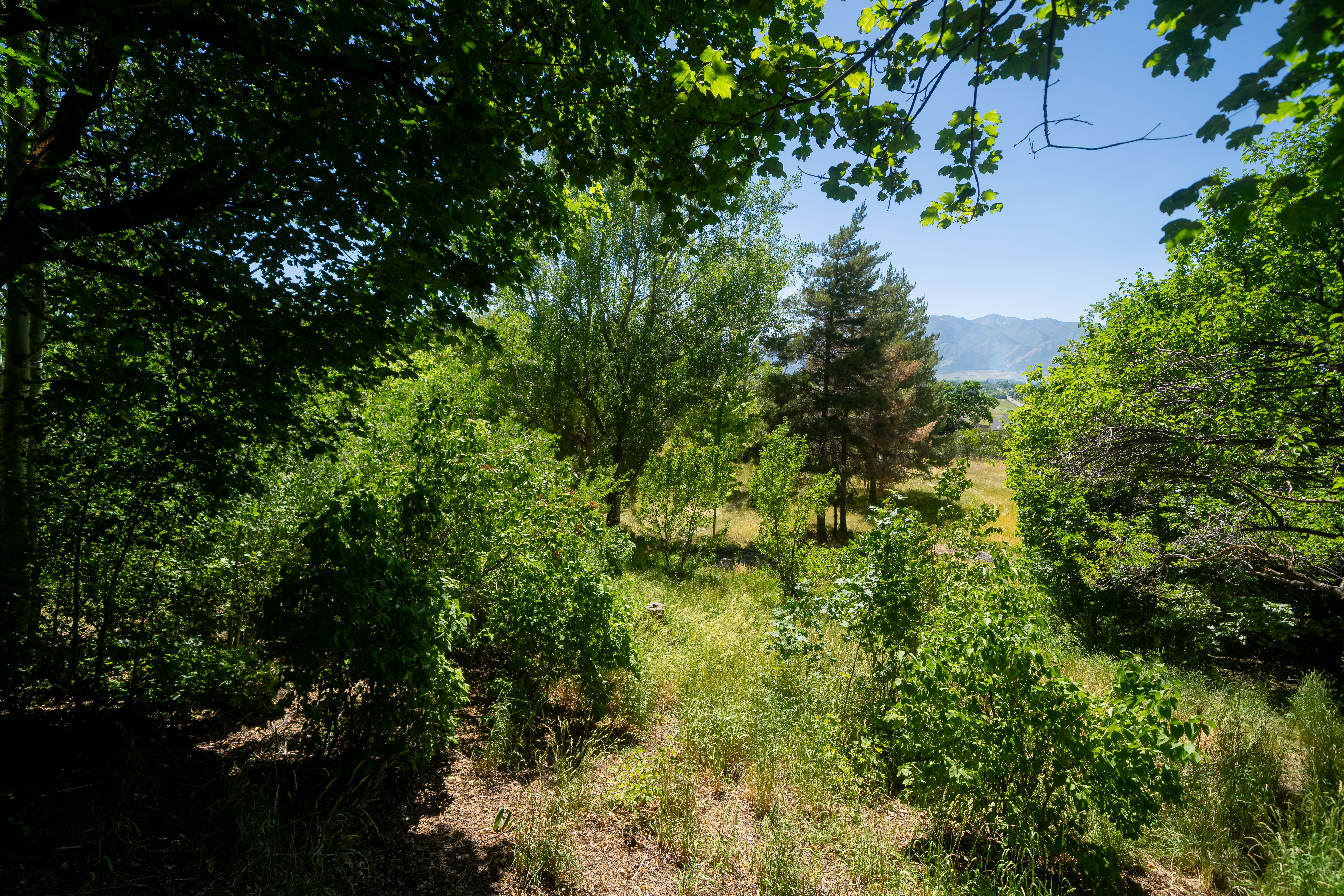 Wooded property featuring mature trees and lush green foliage