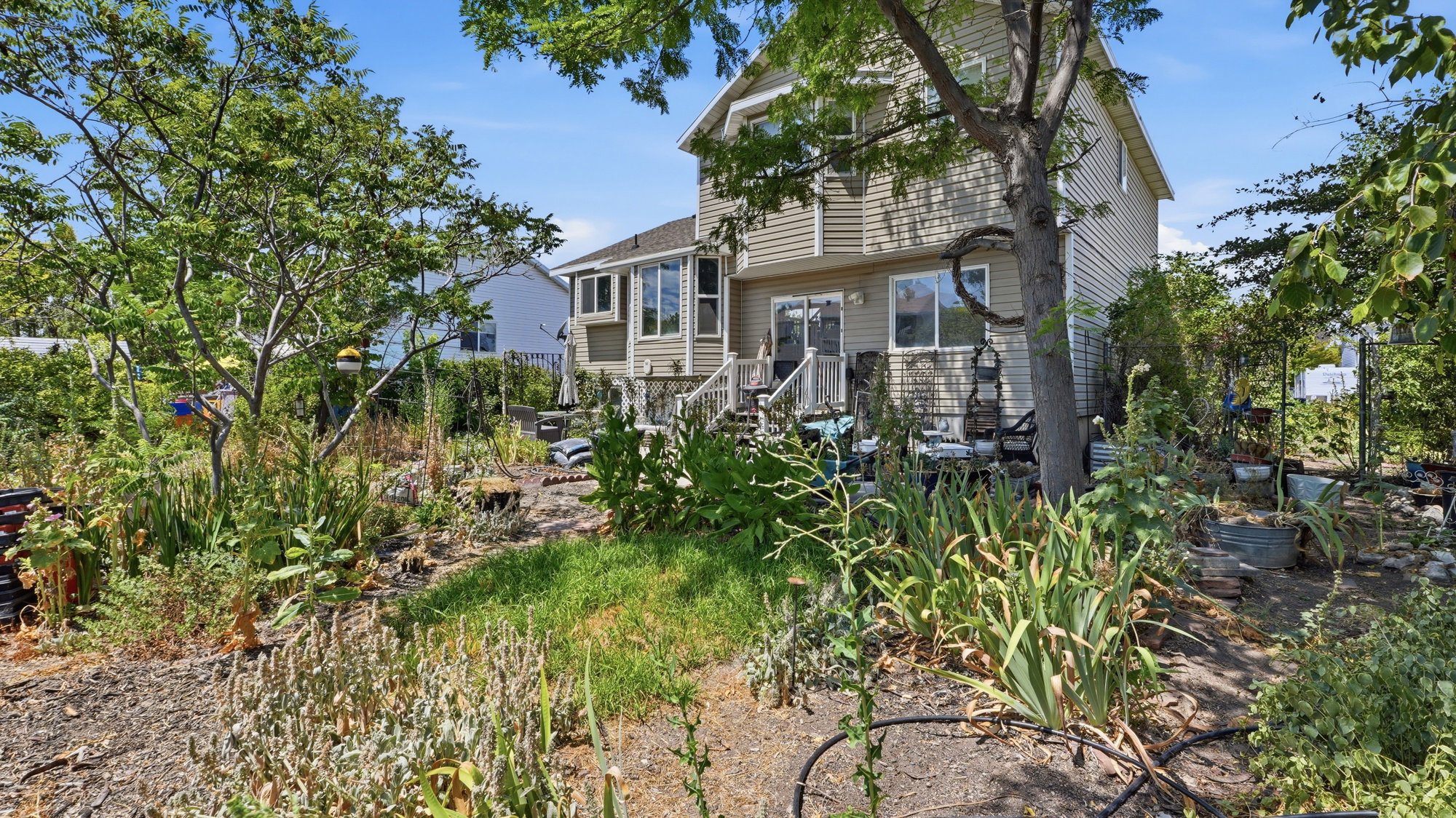 Back yard