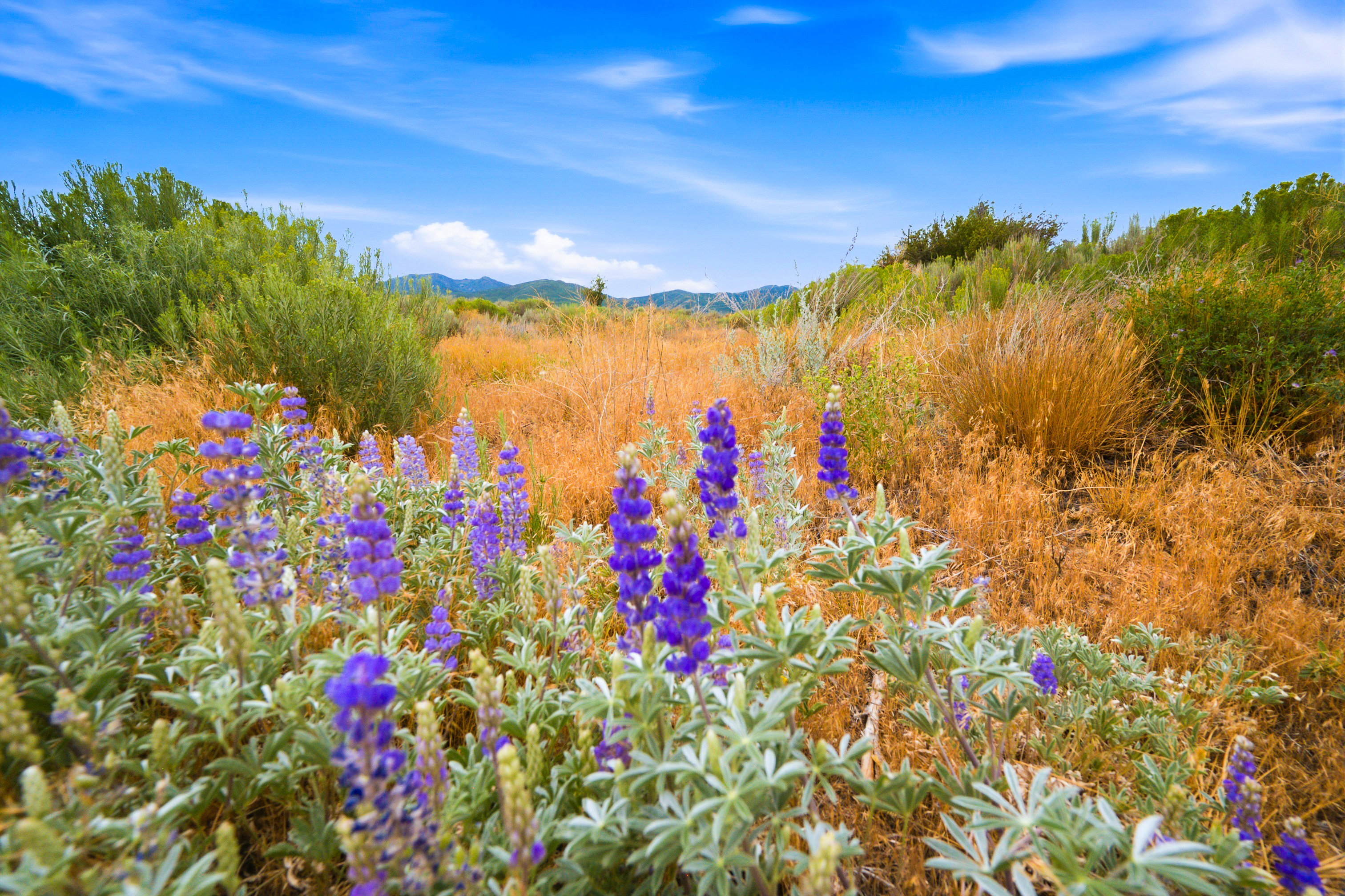 Rolling terrain featuring natural vegetation, including purple wildflowers and golden grasses