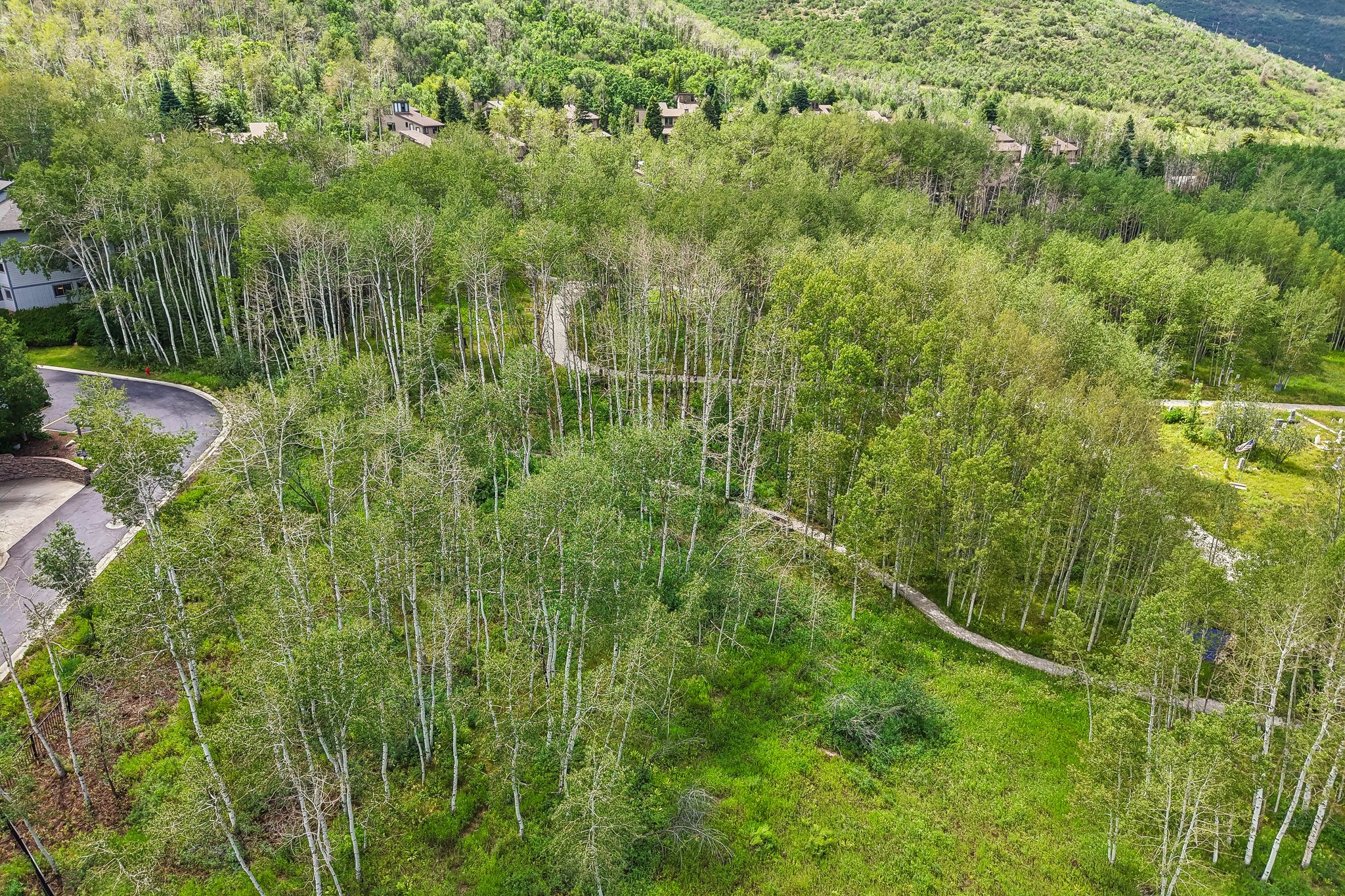 Expansive wooded parcel featuring mature trees, a paved roadway, and a winding pathway