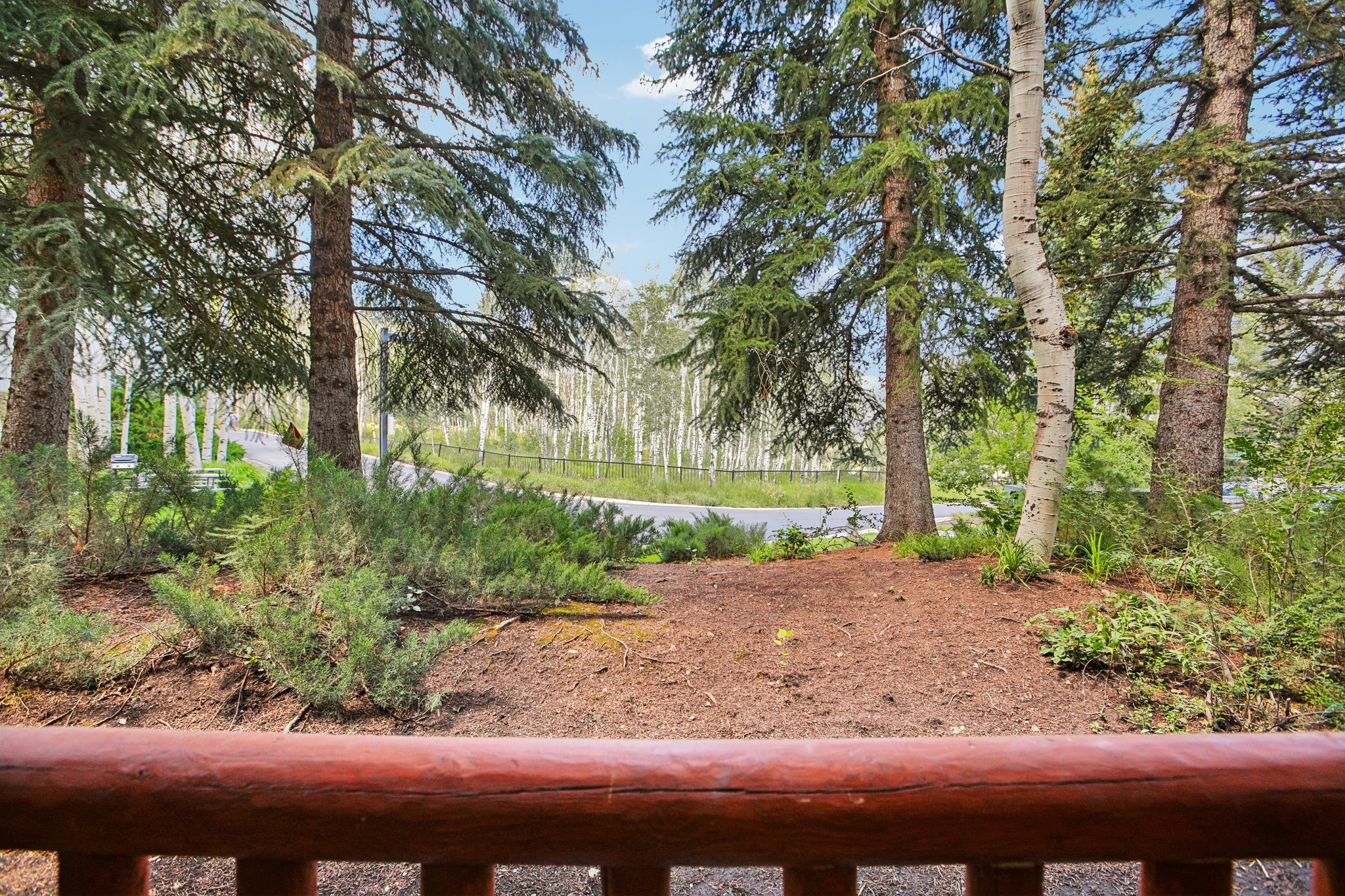 Wood-finish railing framing an exterior setting with mature evergreen trees, a prominent birch tree, and ground cover