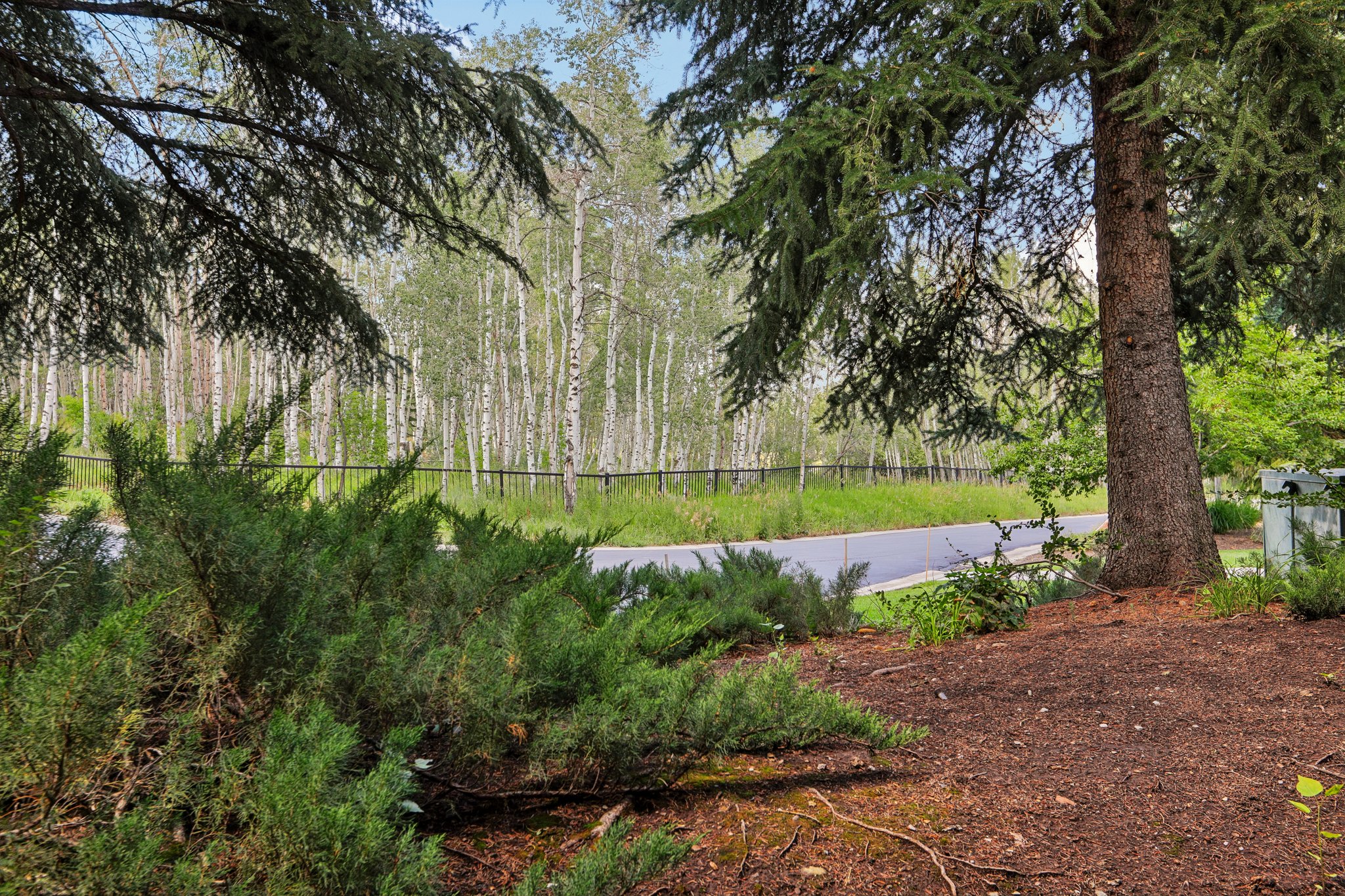 Mature landscaping with evergreen trees and varied shrubbery